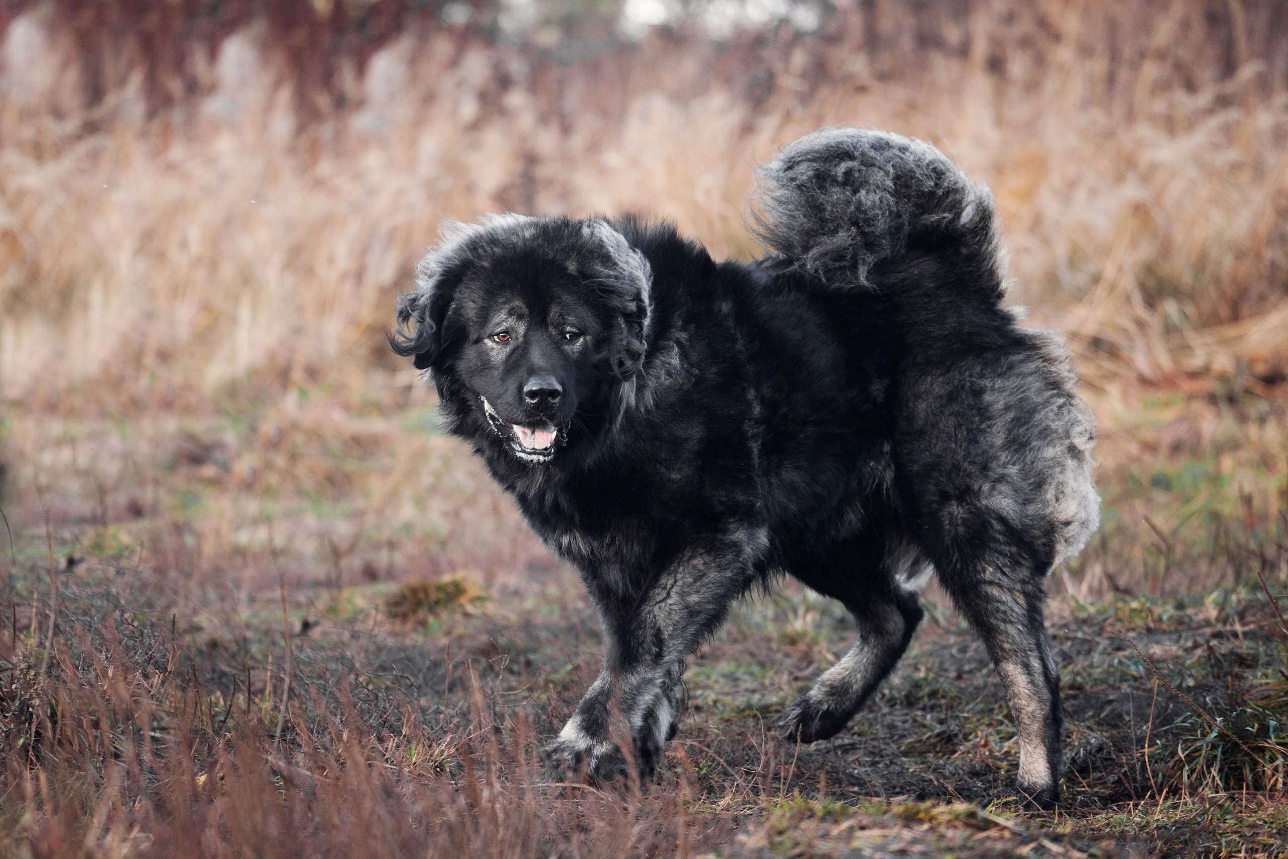 Фонд помощи кавказским овчаркам (Дудусик дог) 2022. Фотограф-анималист Татьяна Степанова