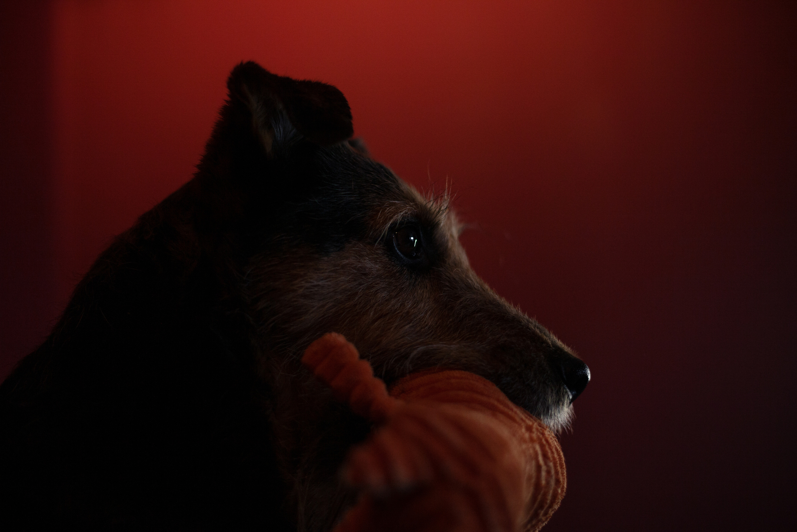 Лиза и Бренда. Фотограф-анималист Татьяна Степанова