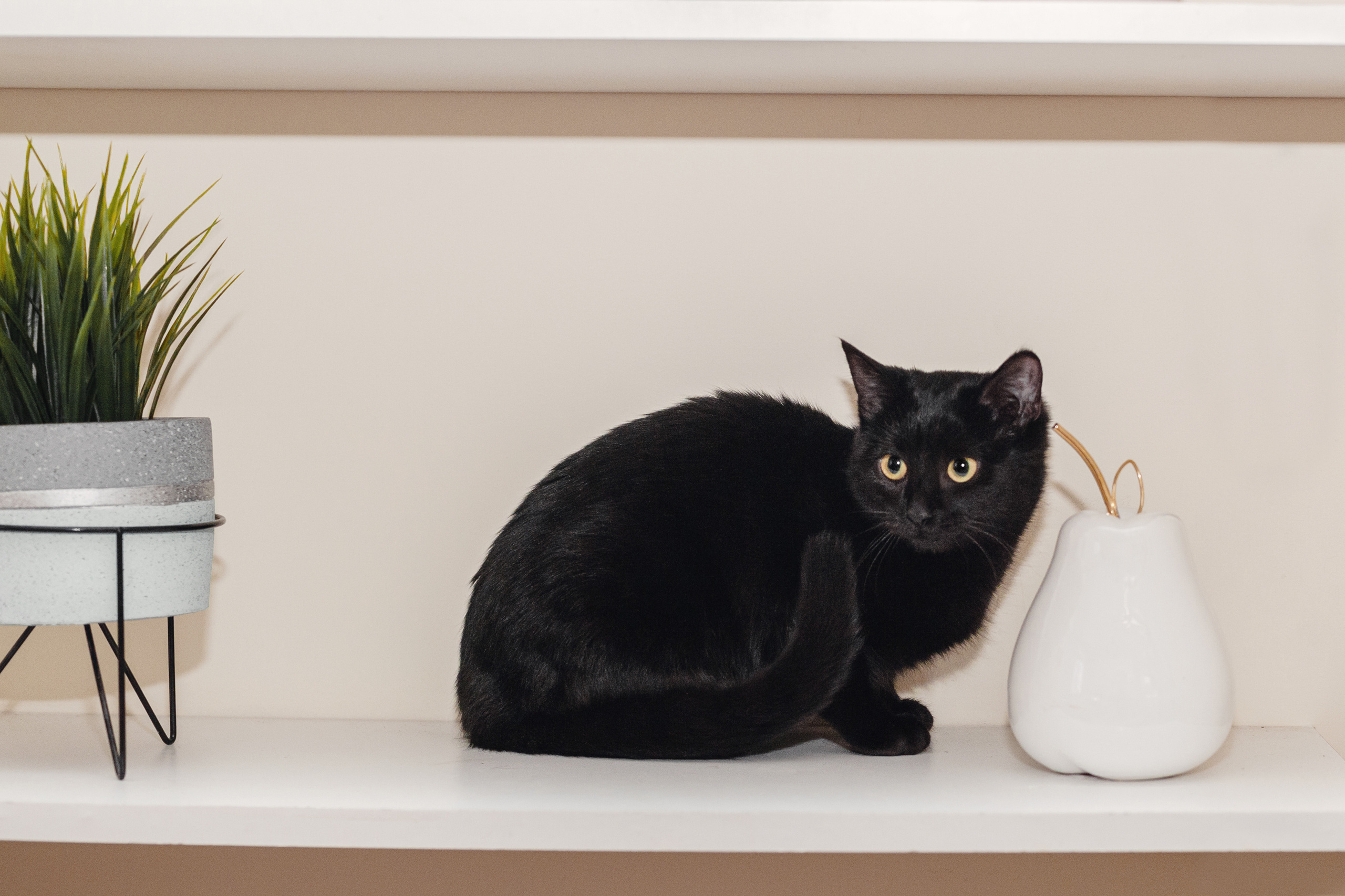 Домашняя съемка 2 собак и кошки 2023. Фотограф-анималист Татьяна Степанова