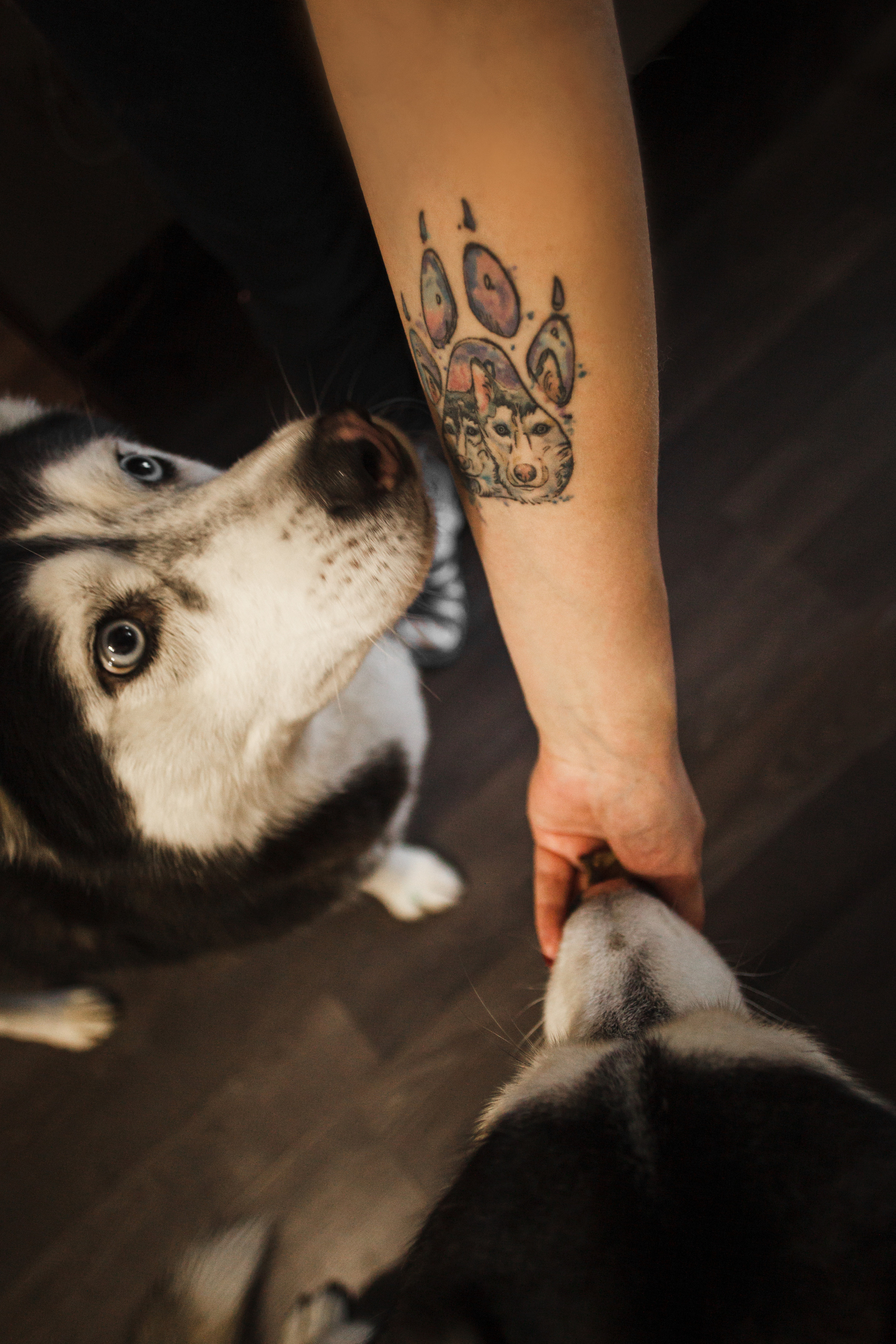 Киба и Аки. Фотограф-анималист Татьяна Степанова