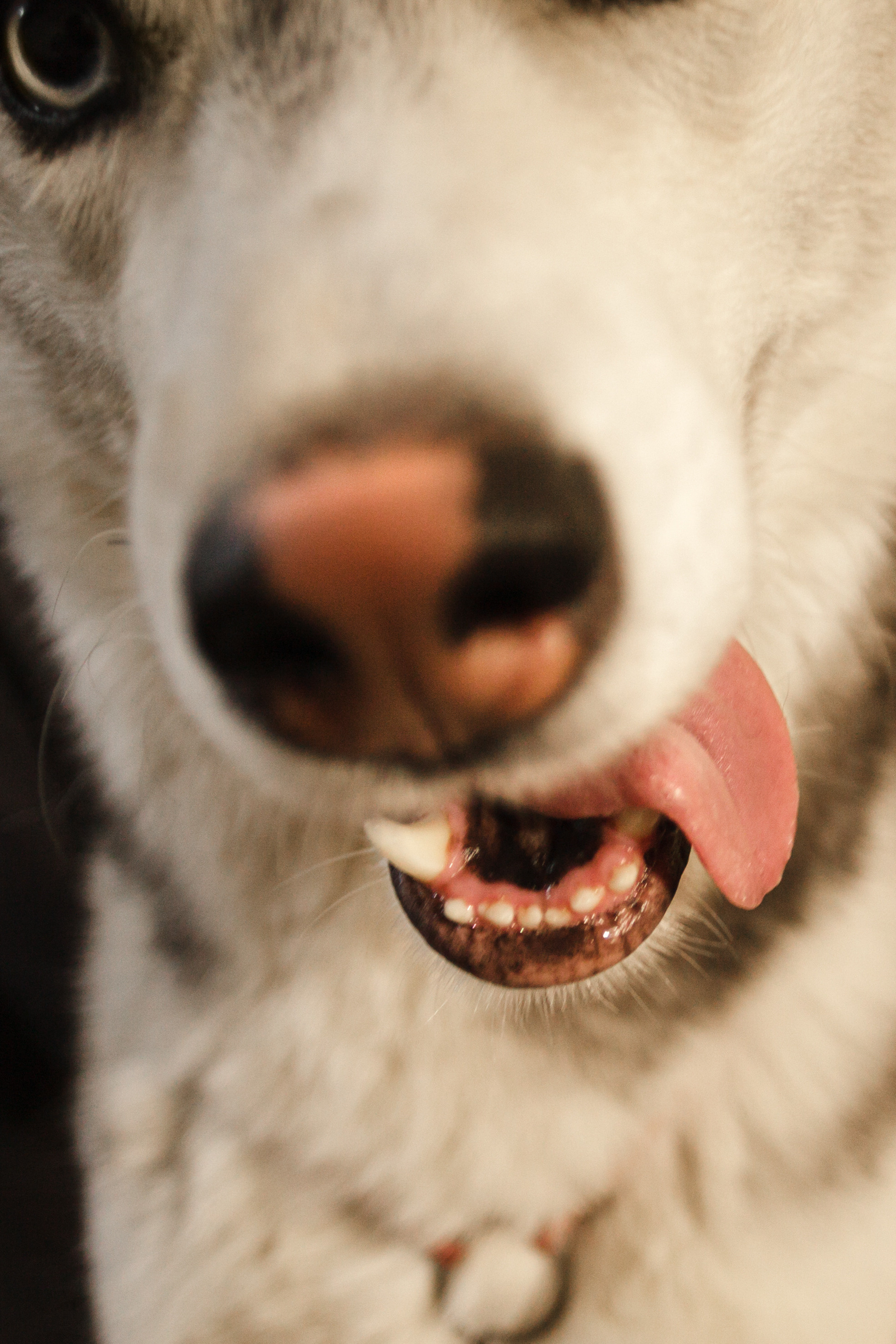 Киба и Аки. Фотограф-анималист Татьяна Степанова