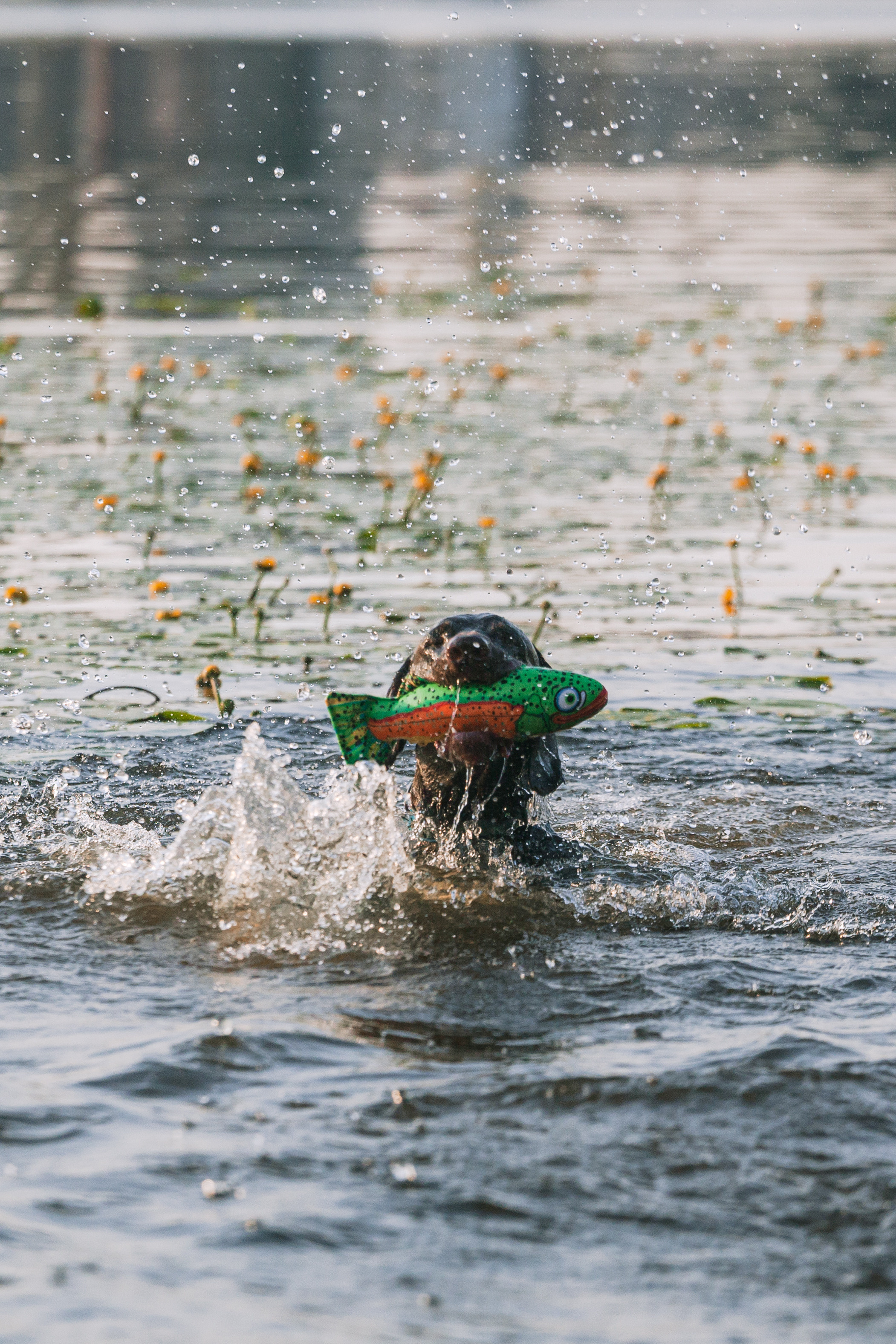 Рассветная съемка в ПКИО Северное Тушино. Фотограф-анималист Татьяна Степанова