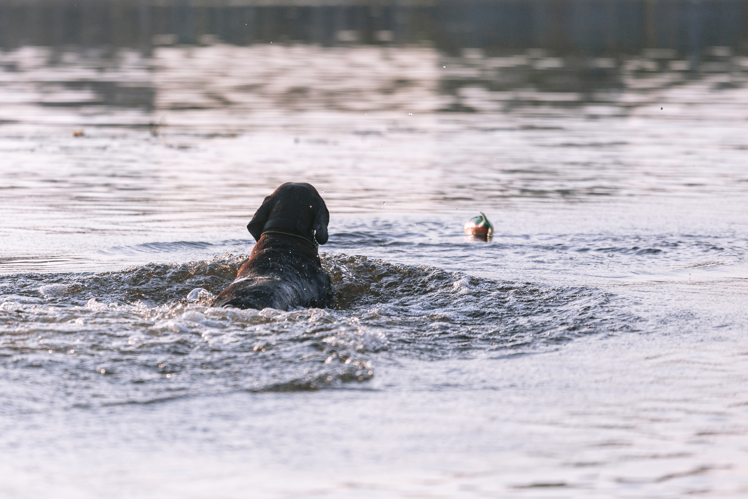 Рассветная съемка в ПКИО Северное Тушино. Фотограф-анималист Татьяна Степанова