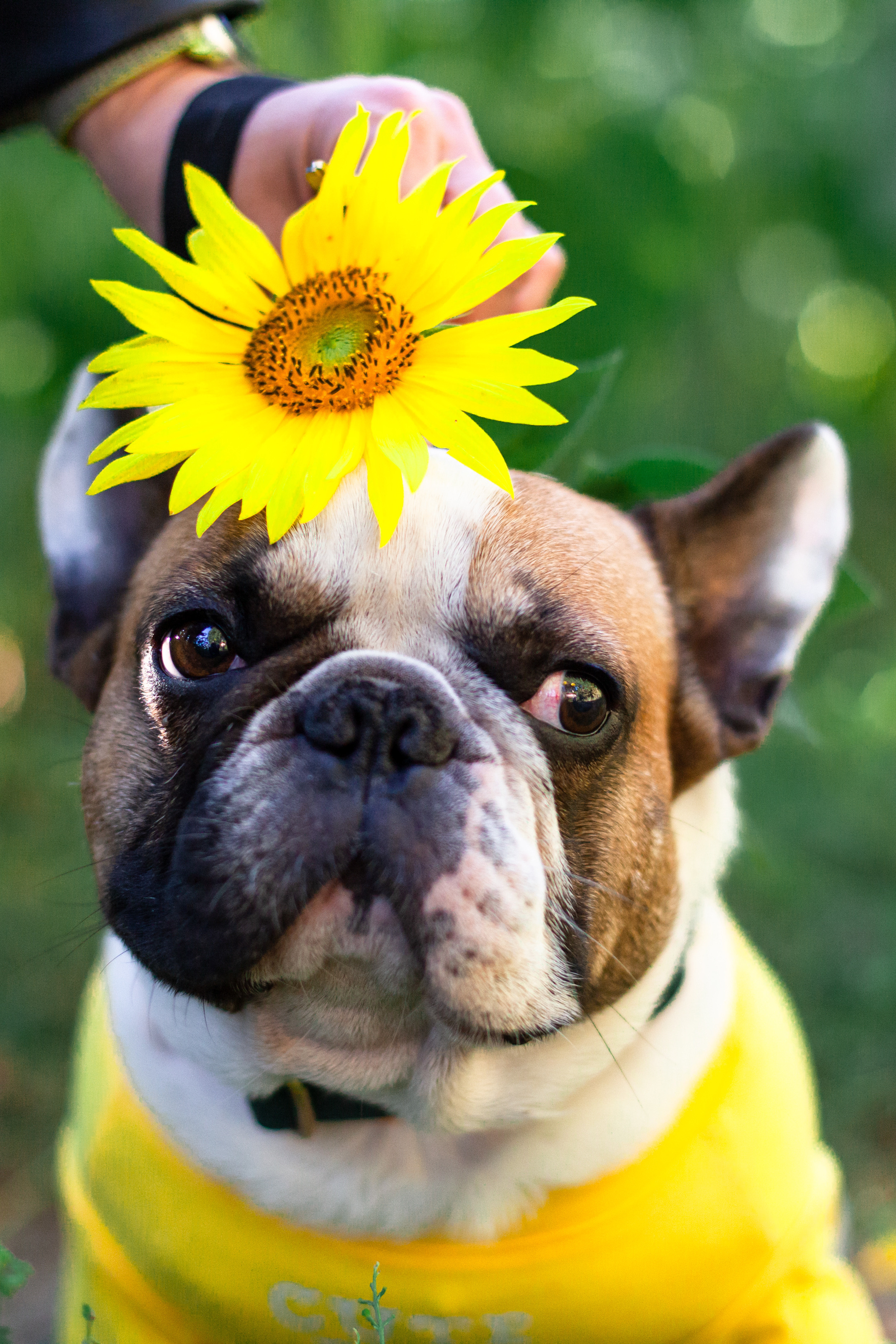 Коломна, стога и подсолнухи. Фотограф-анималист Татьяна Степанова