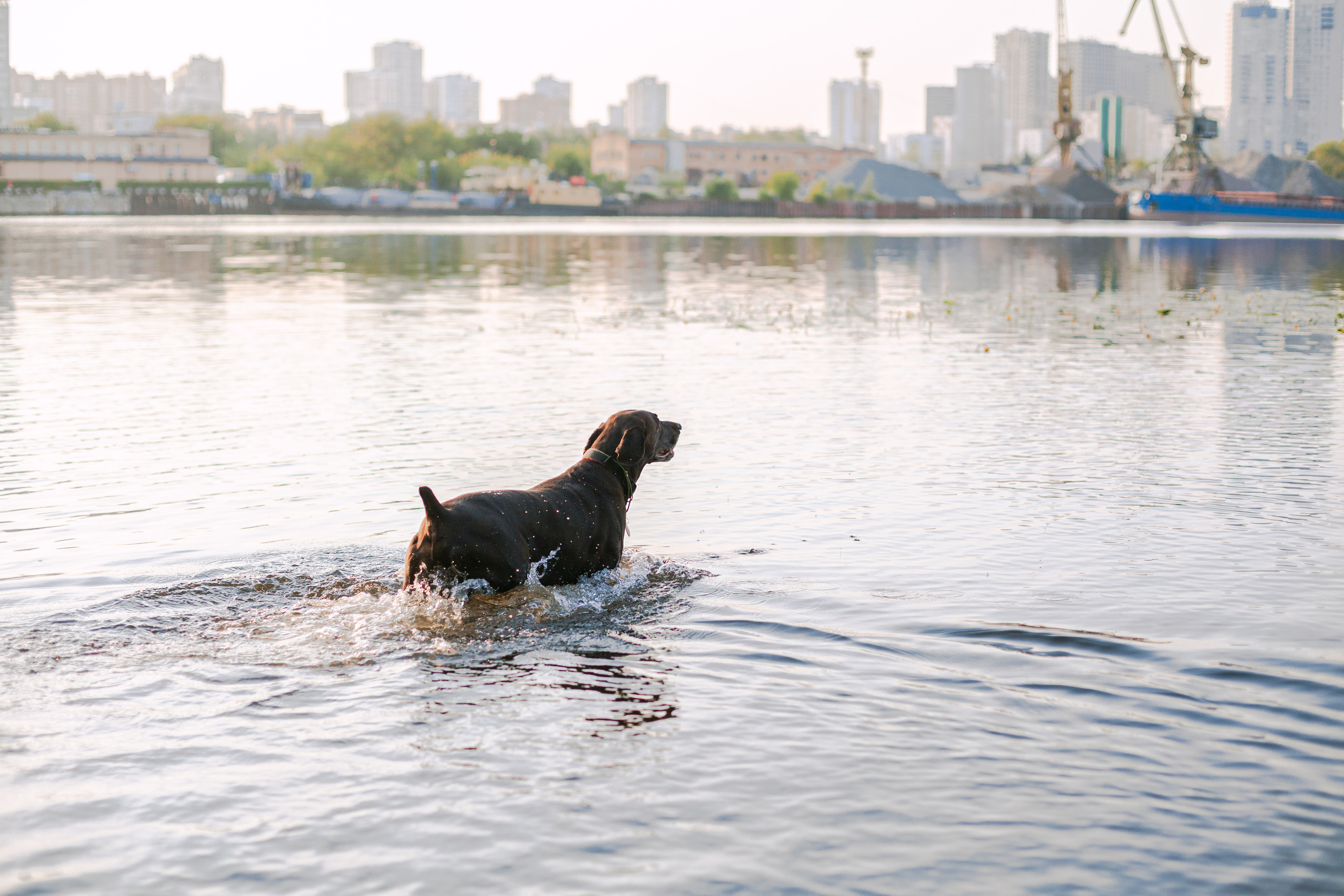 Рассветная съемка в ПКИО Северное Тушино. Фотограф-анималист Татьяна Степанова