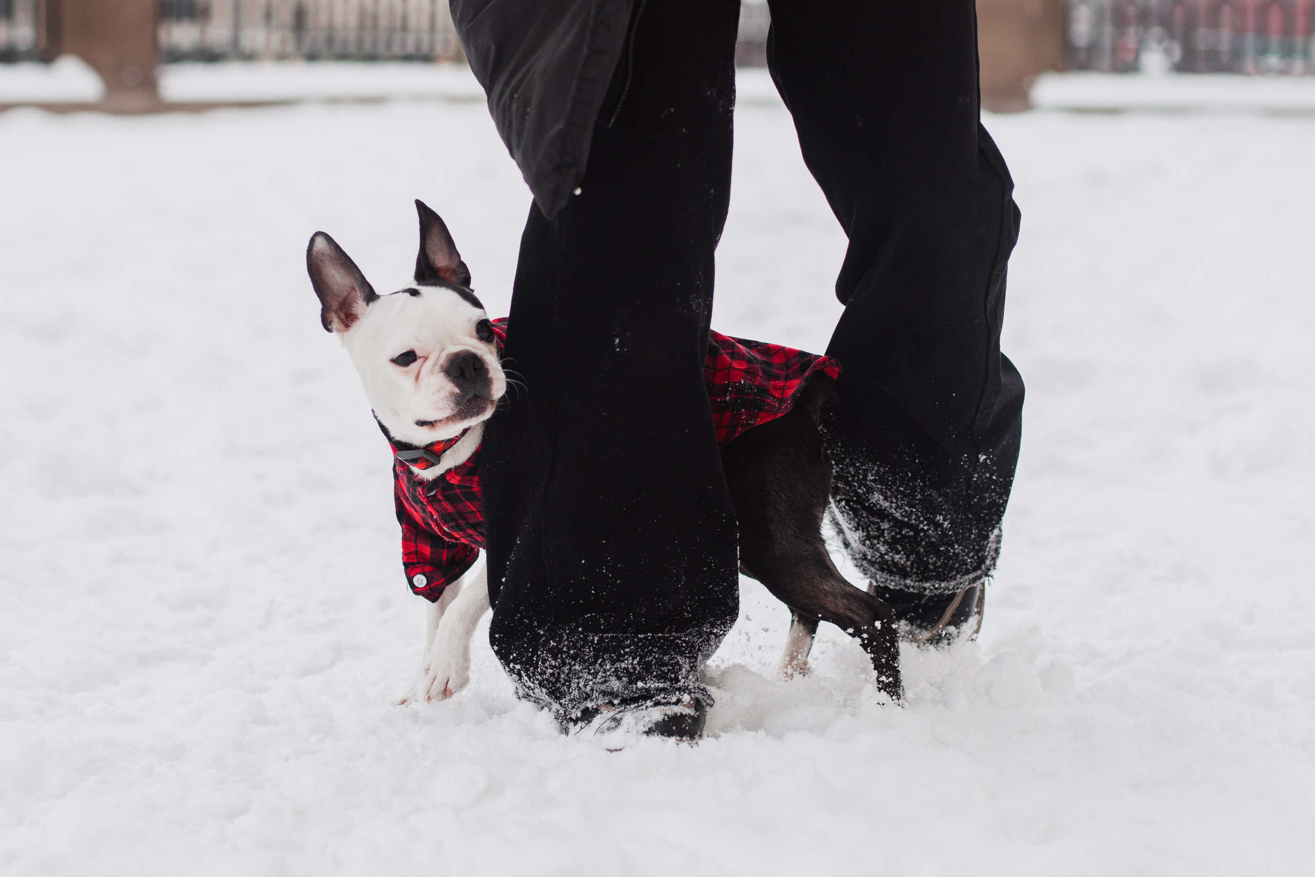 Василиса и Мира Кузнецкий мост. Фотограф-анималист Татьяна Степанова