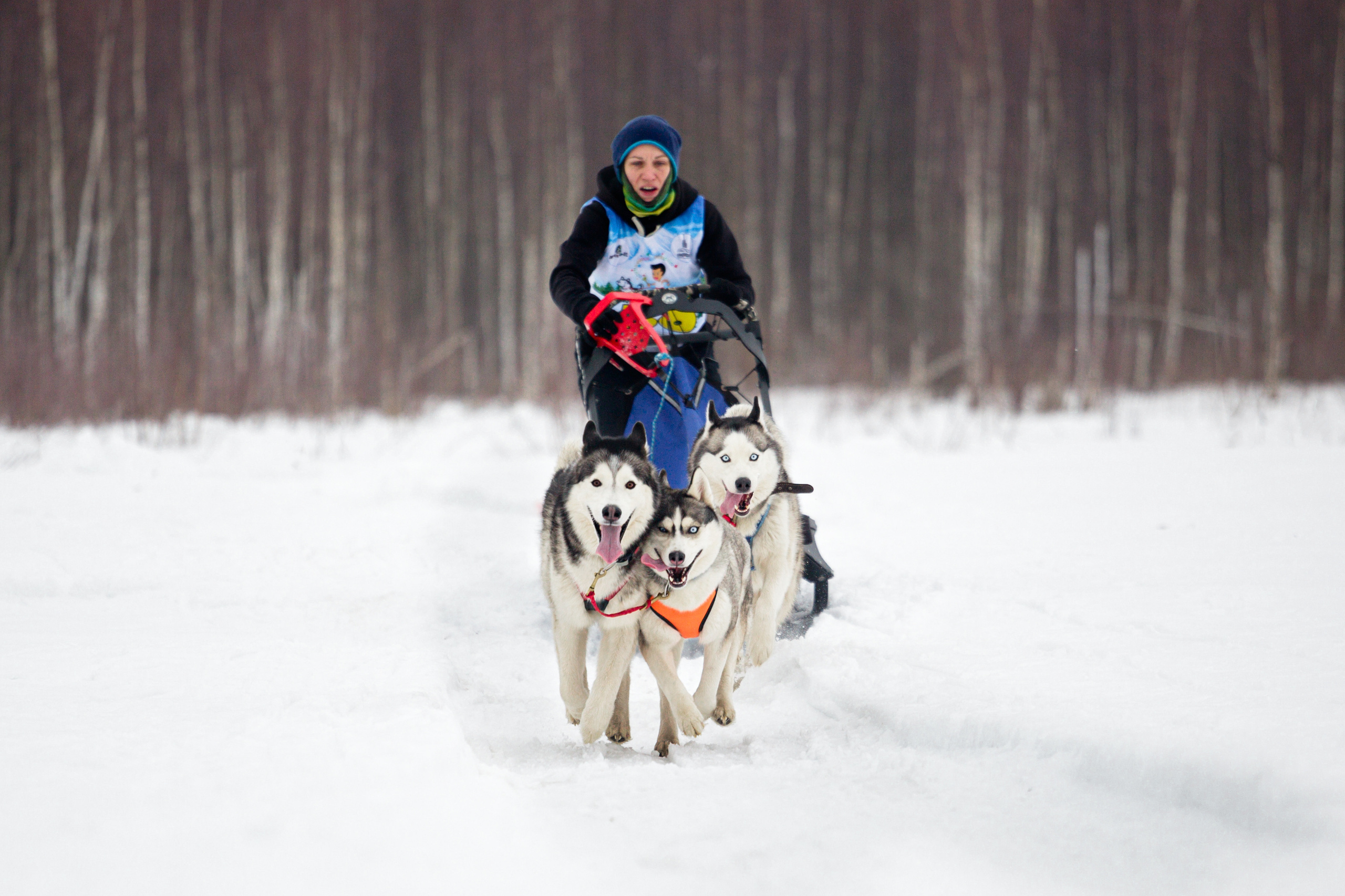 Холодные игры 28 февраля 2022. Фотограф-анималист Татьяна Степанова