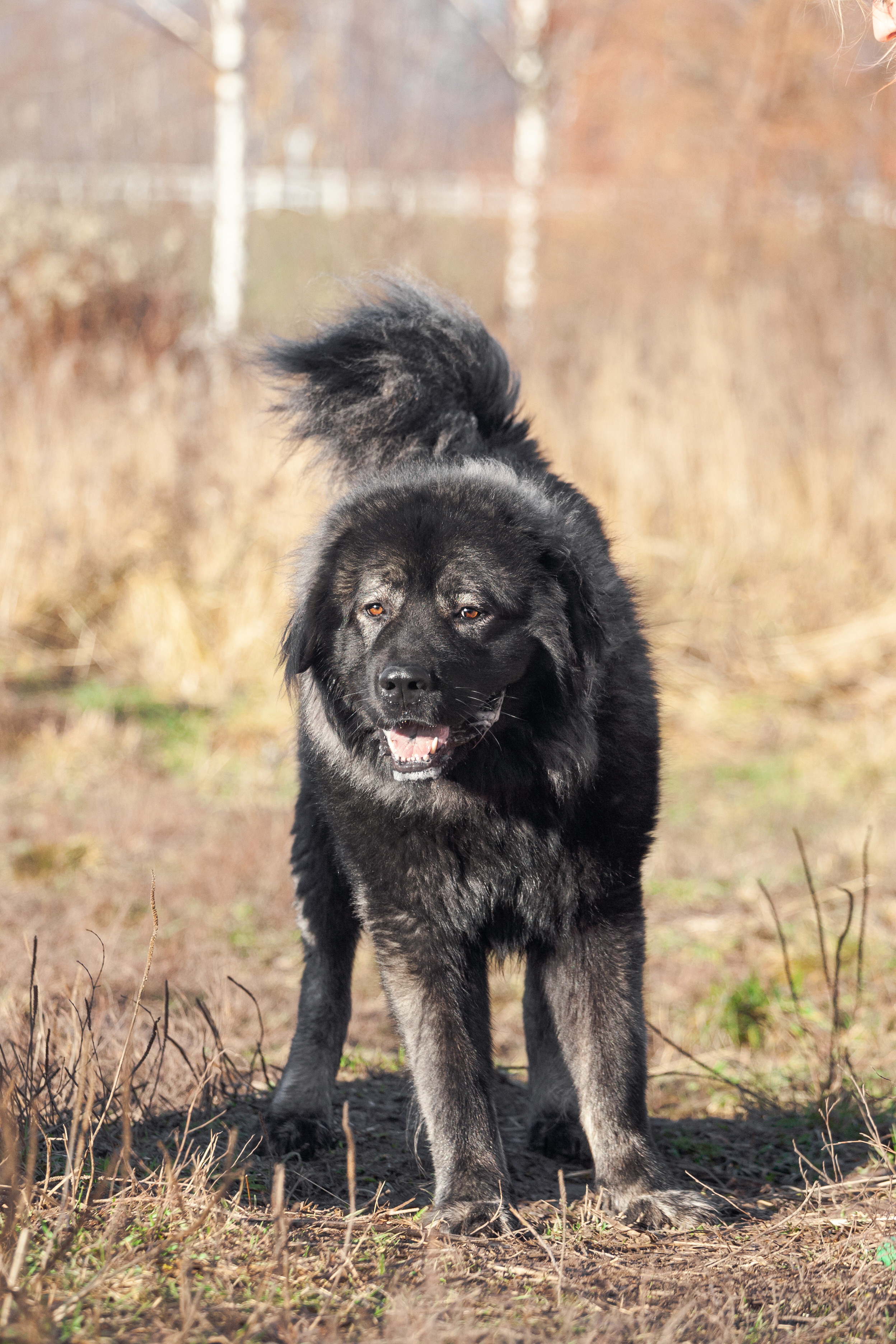 Фонд помощи кавказским овчаркам (Дудусик дог) 2022. Фотограф-анималист Татьяна Степанова