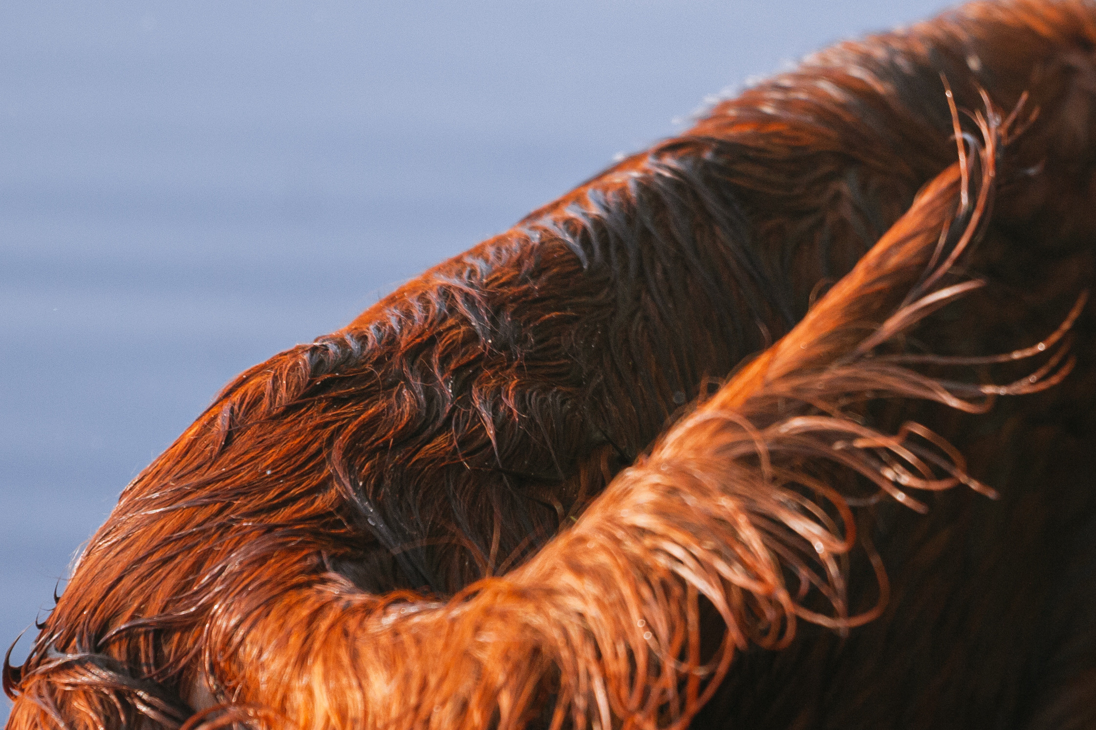 Рассветная съемка в ПКИО Северное Тушино. Фотограф-анималист Татьяна Степанова