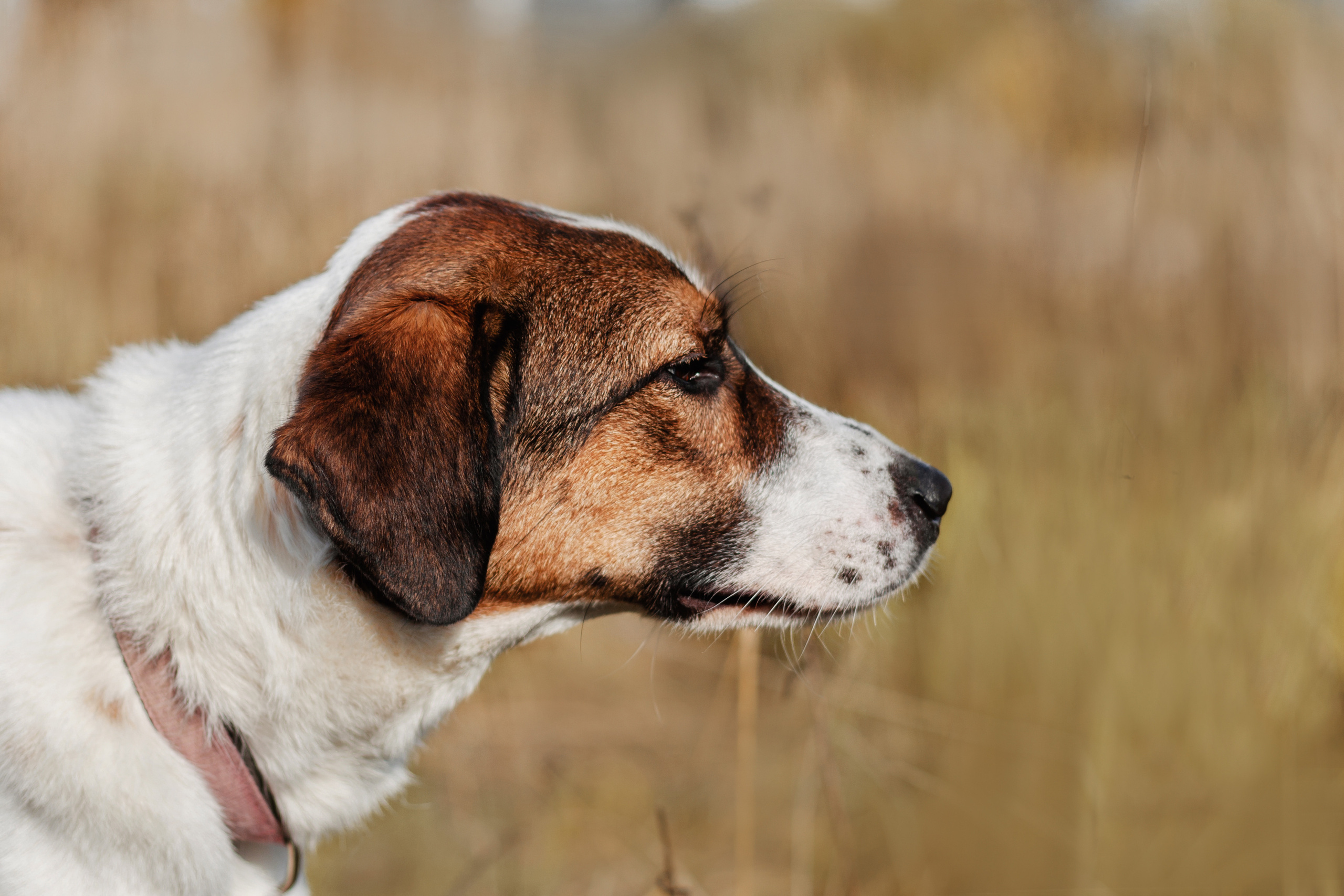 Барон и Лара 2022. Фотограф-анималист Татьяна Степанова