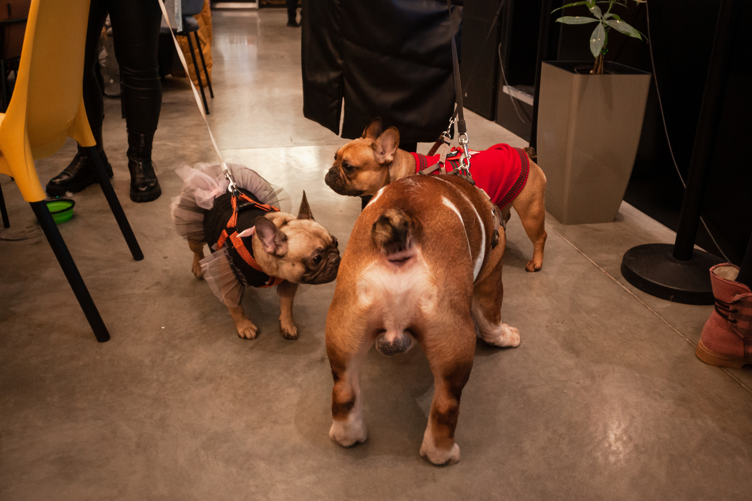 Бульелка 2022. Фотограф-анималист Татьяна Степанова