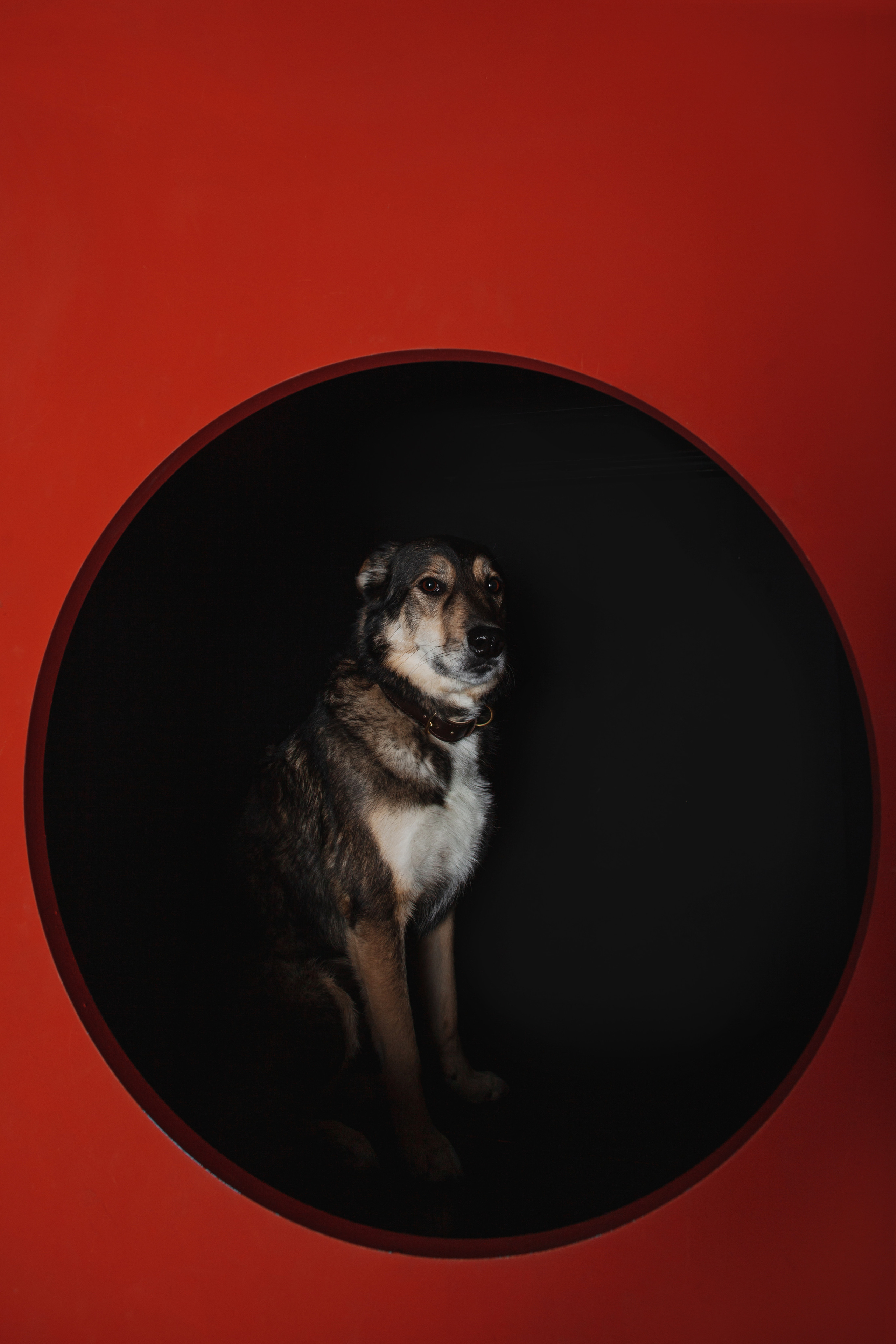 Света и Богдана. Фотограф-анималист Татьяна Степанова