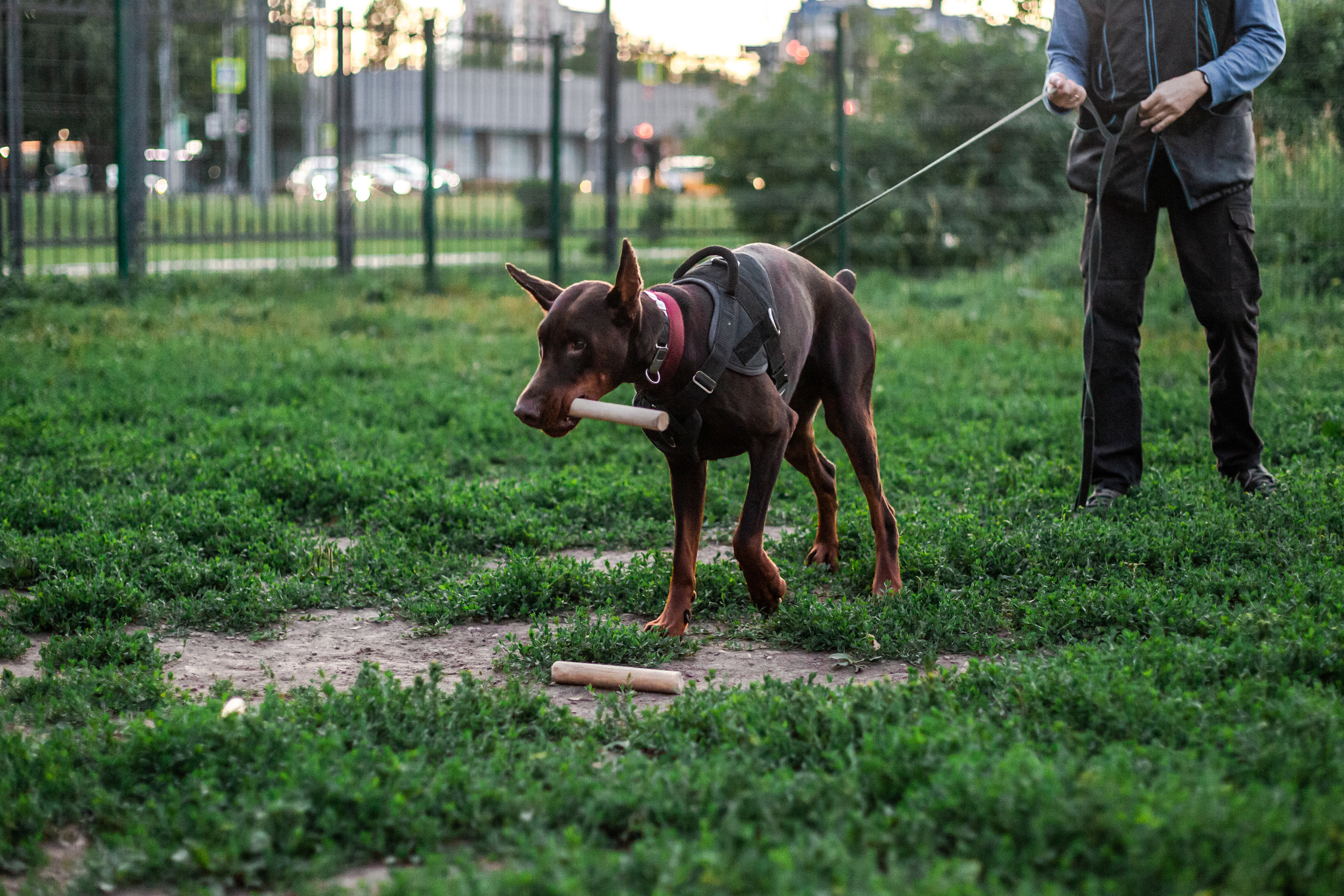 Занятие ЗКС+Выборка 2022. Фотограф-анималист Татьяна Степанова