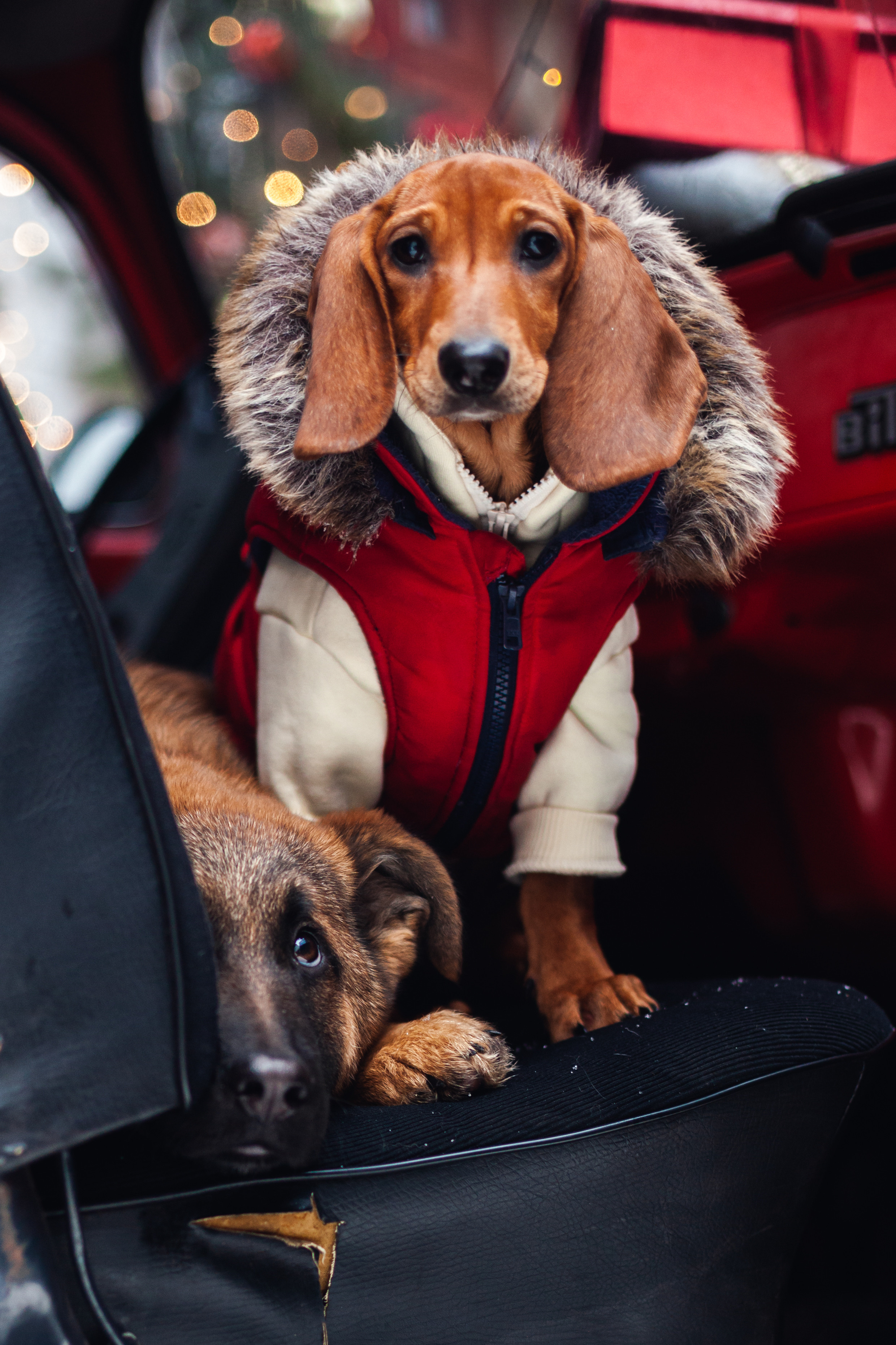 Новогодняя серия с ретромашиной. Фотограф-анималист Татьяна Степанова