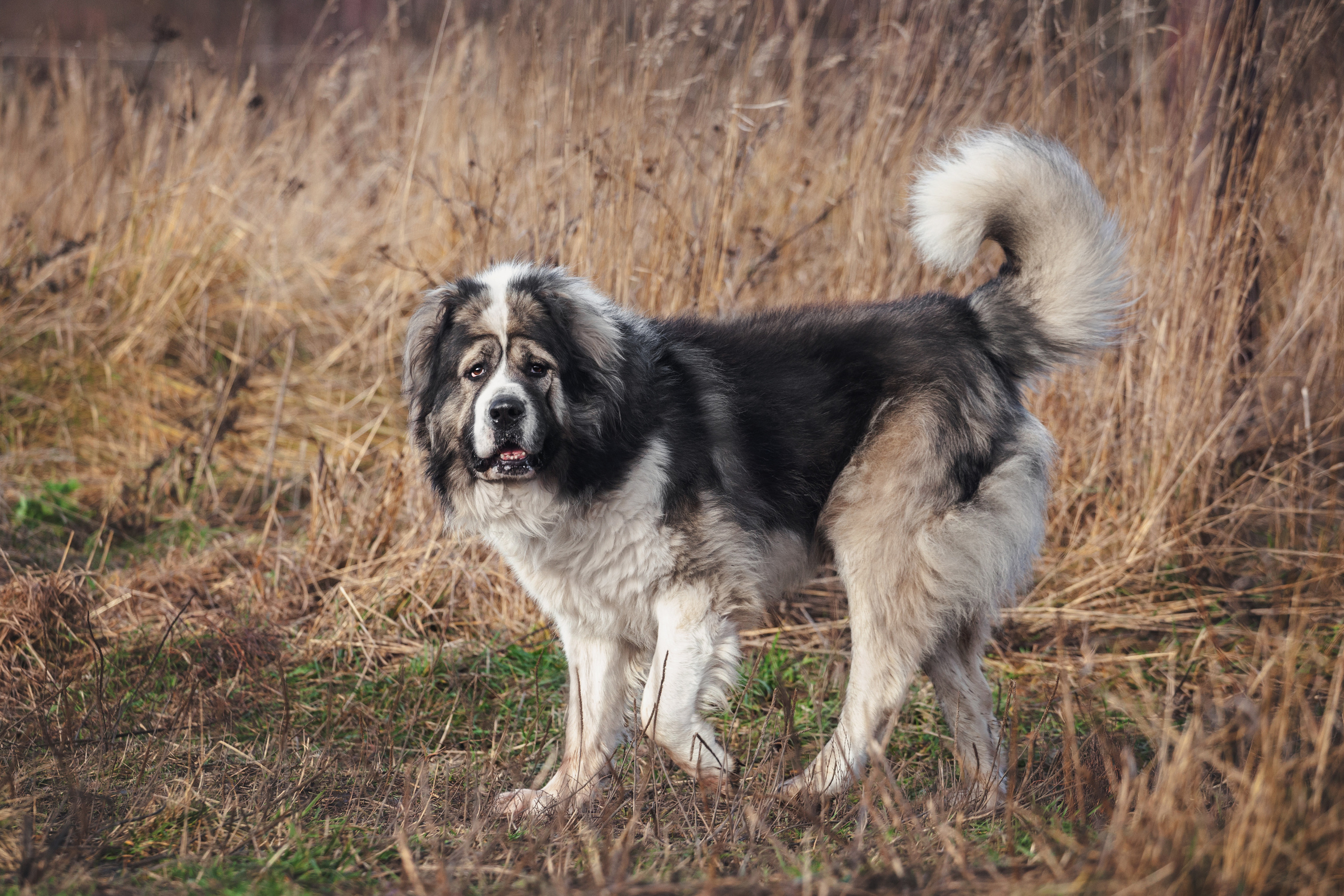 Фонд помощи кавказским овчаркам (Дудусик дог) 2022. Фотограф-анималист Татьяна Степанова