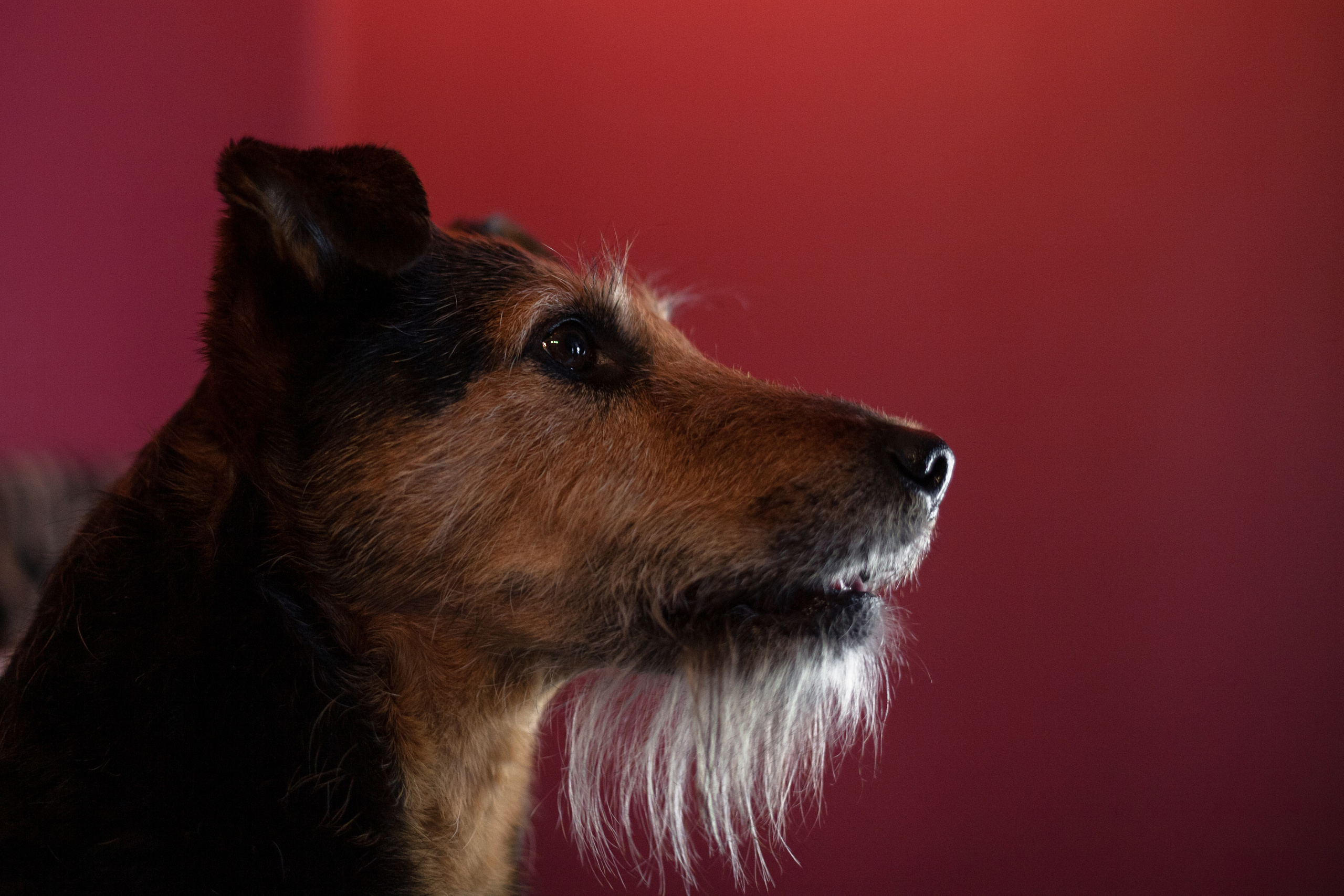 Лиза и Бренда. Фотограф-анималист Татьяна Степанова