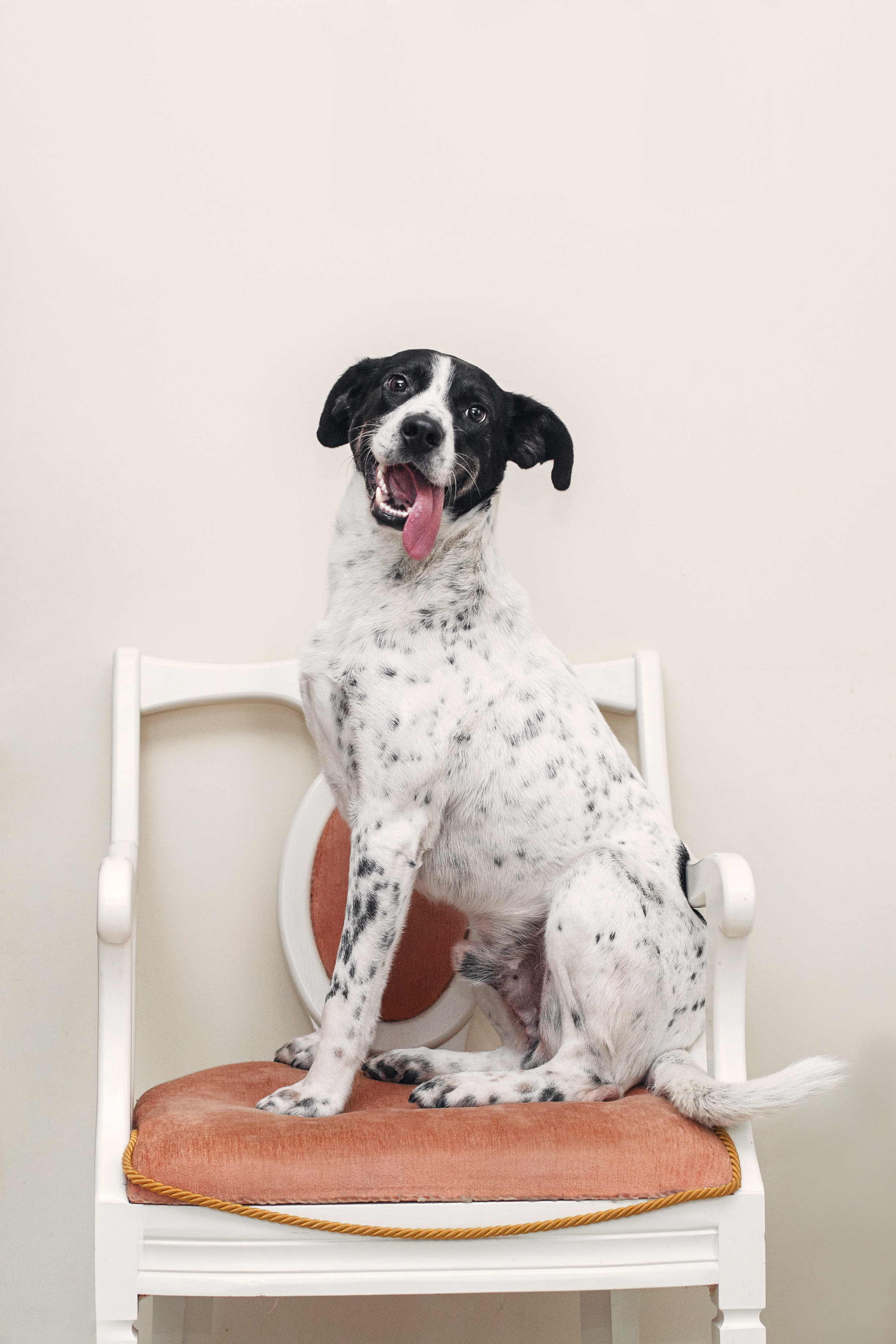 Домашняя съемка 2 собак и кошки 2023. Фотограф-анималист Татьяна Степанова