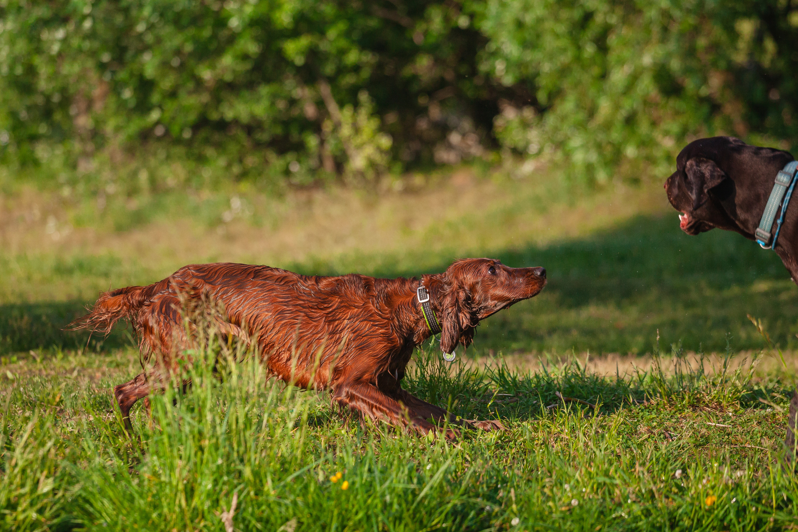 Рассветная съемка в ПКИО Северное Тушино. Фотограф-анималист Татьяна Степанова