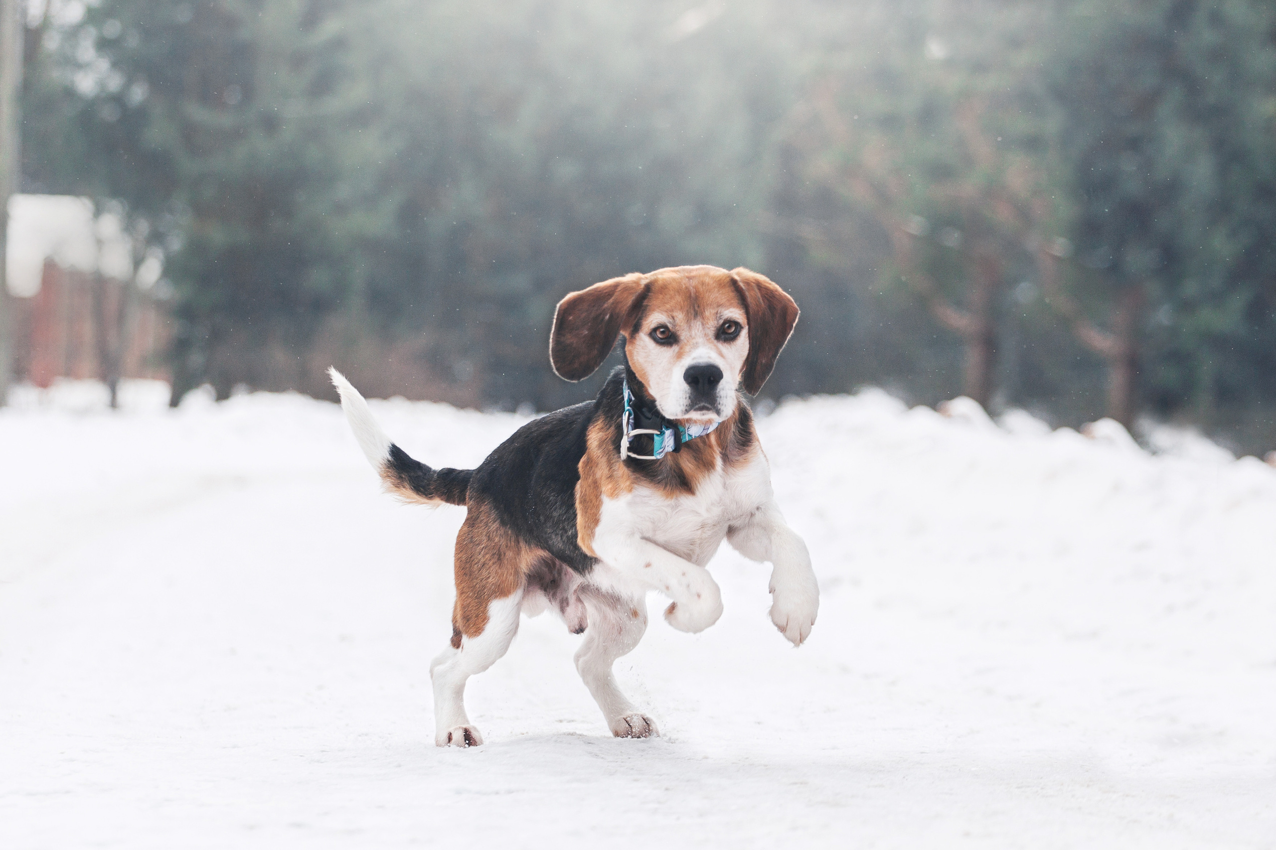 Группа помощи Дом для бигля 2023. Фотограф-анималист Татьяна Степанова