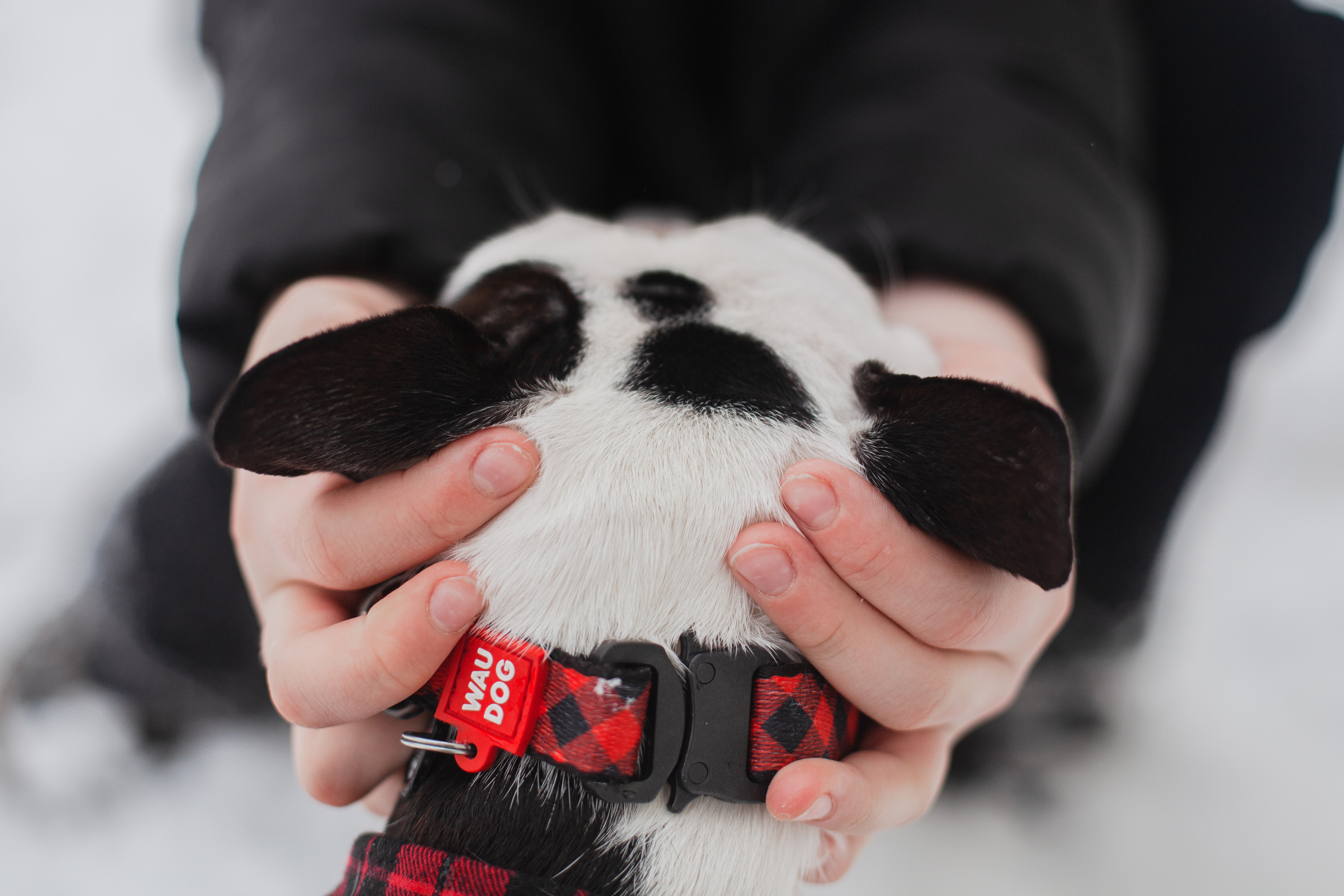 Василиса и Мира Кузнецкий мост. Фотограф-анималист Татьяна Степанова