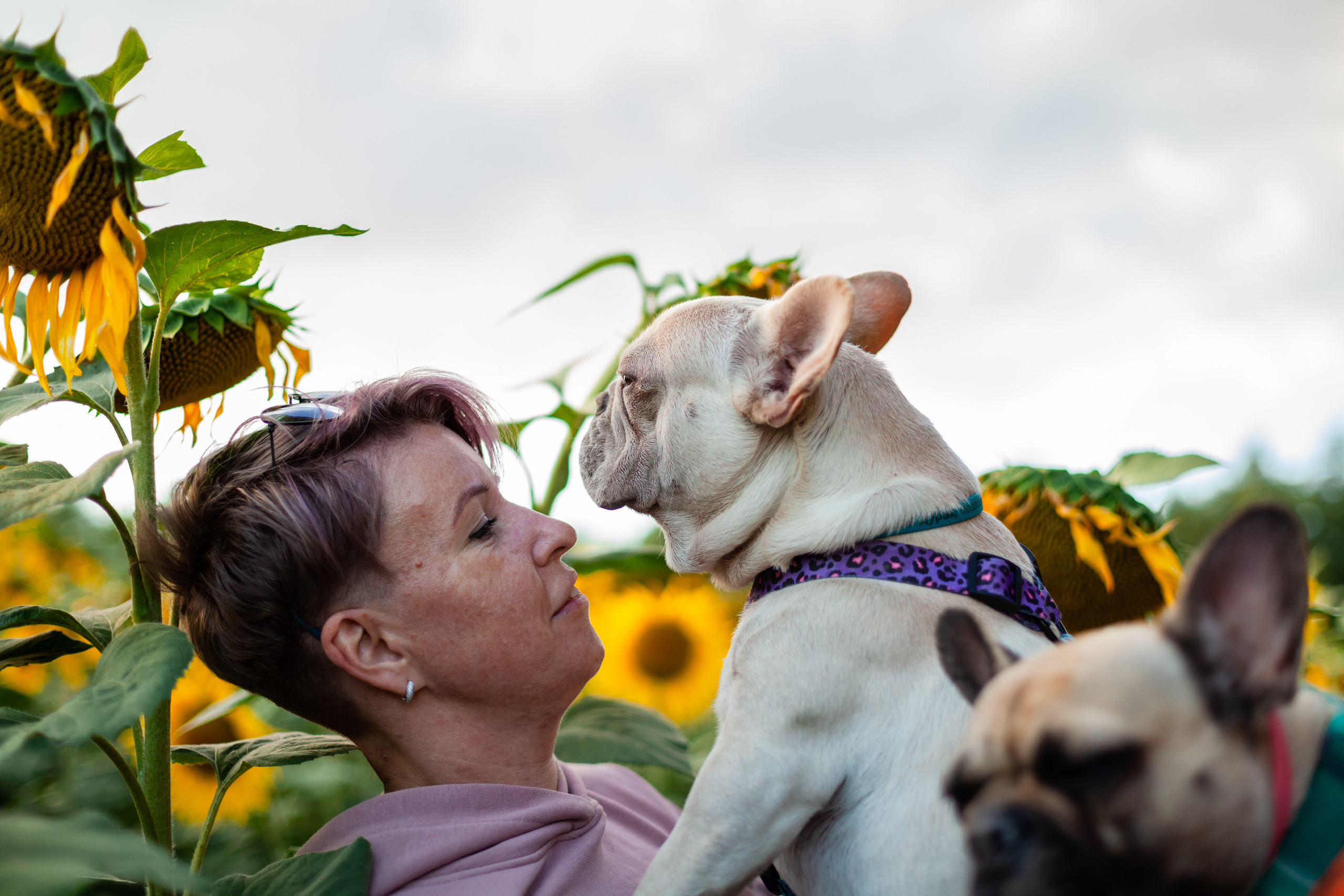 Коломна, стога и подсолнухи. Фотограф-анималист Татьяна Степанова
