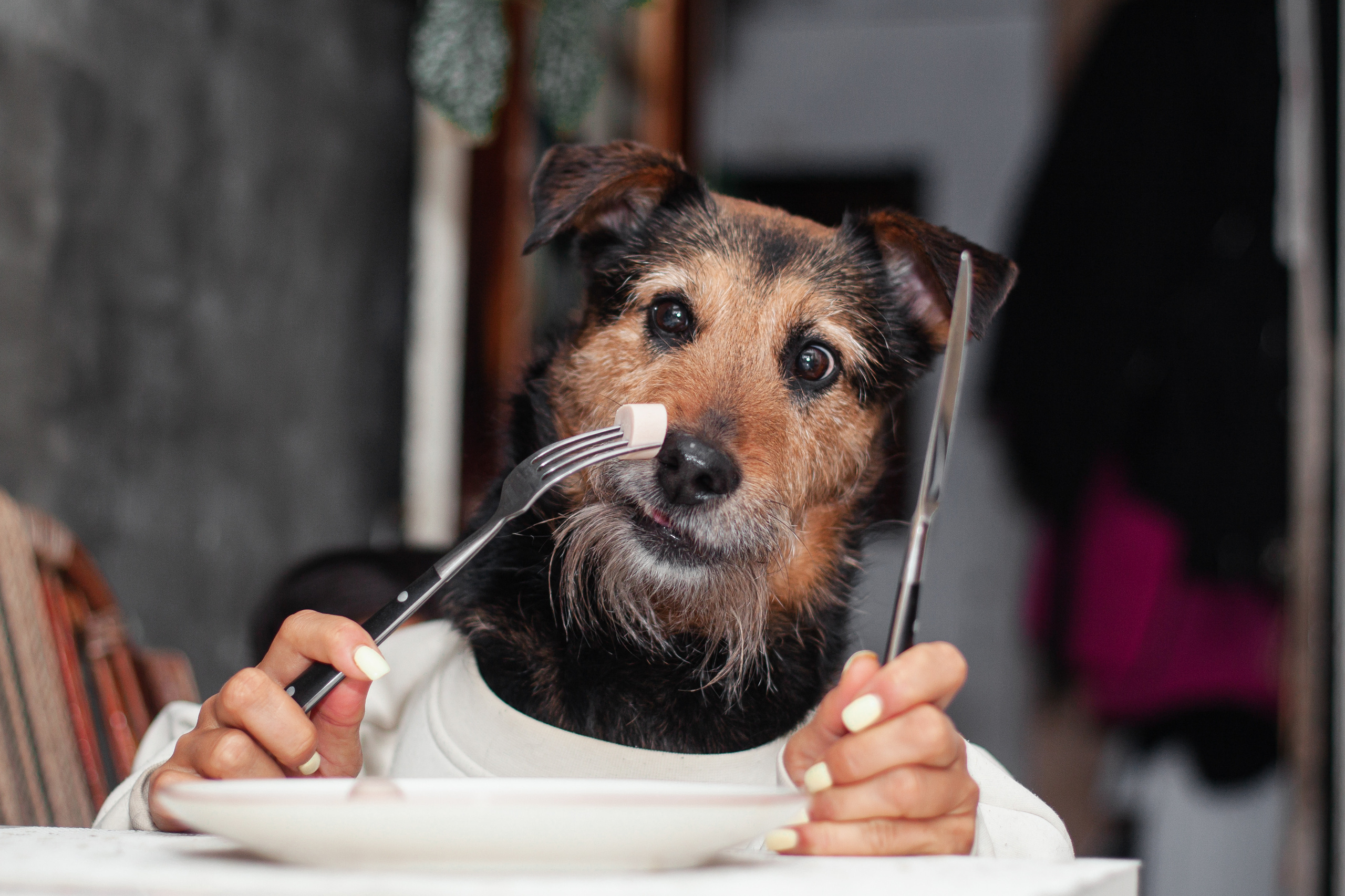 Лиза и Бренда. Фотограф-анималист Татьяна Степанова