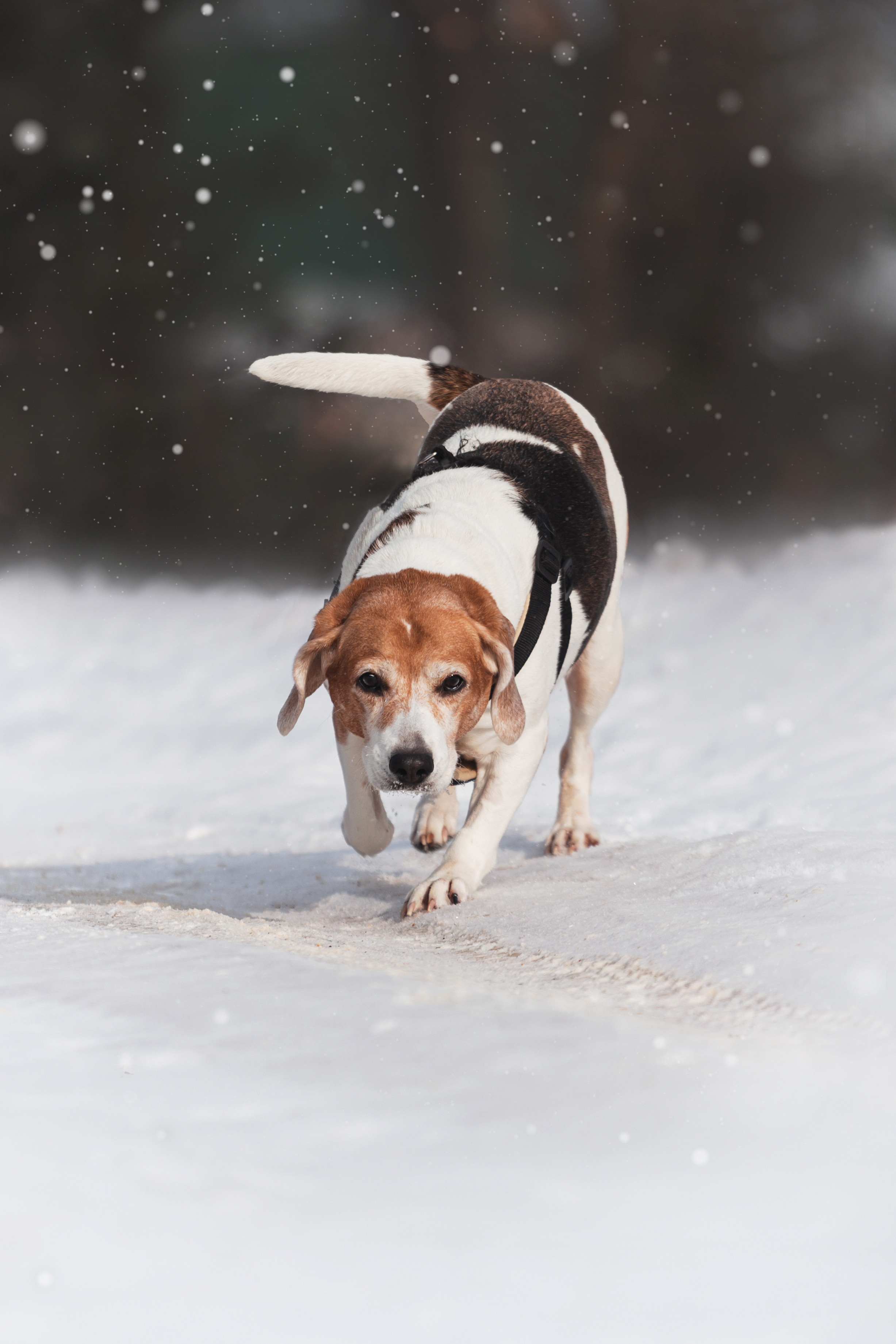 Группа помощи Дом для бигля 2023. Фотограф-анималист Татьяна Степанова