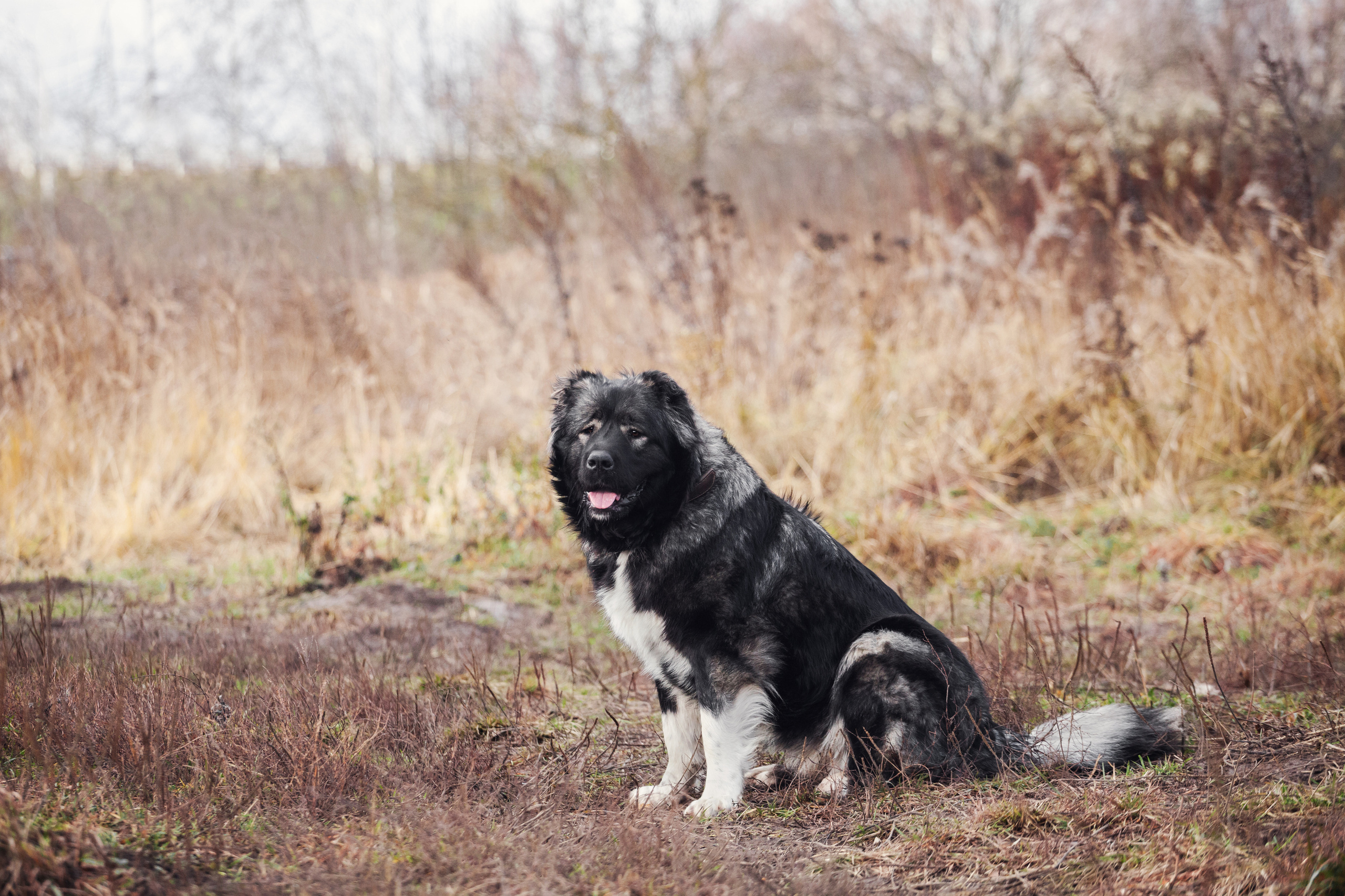 Фонд помощи кавказским овчаркам (Дудусик дог) 2022. Фотограф-анималист Татьяна Степанова