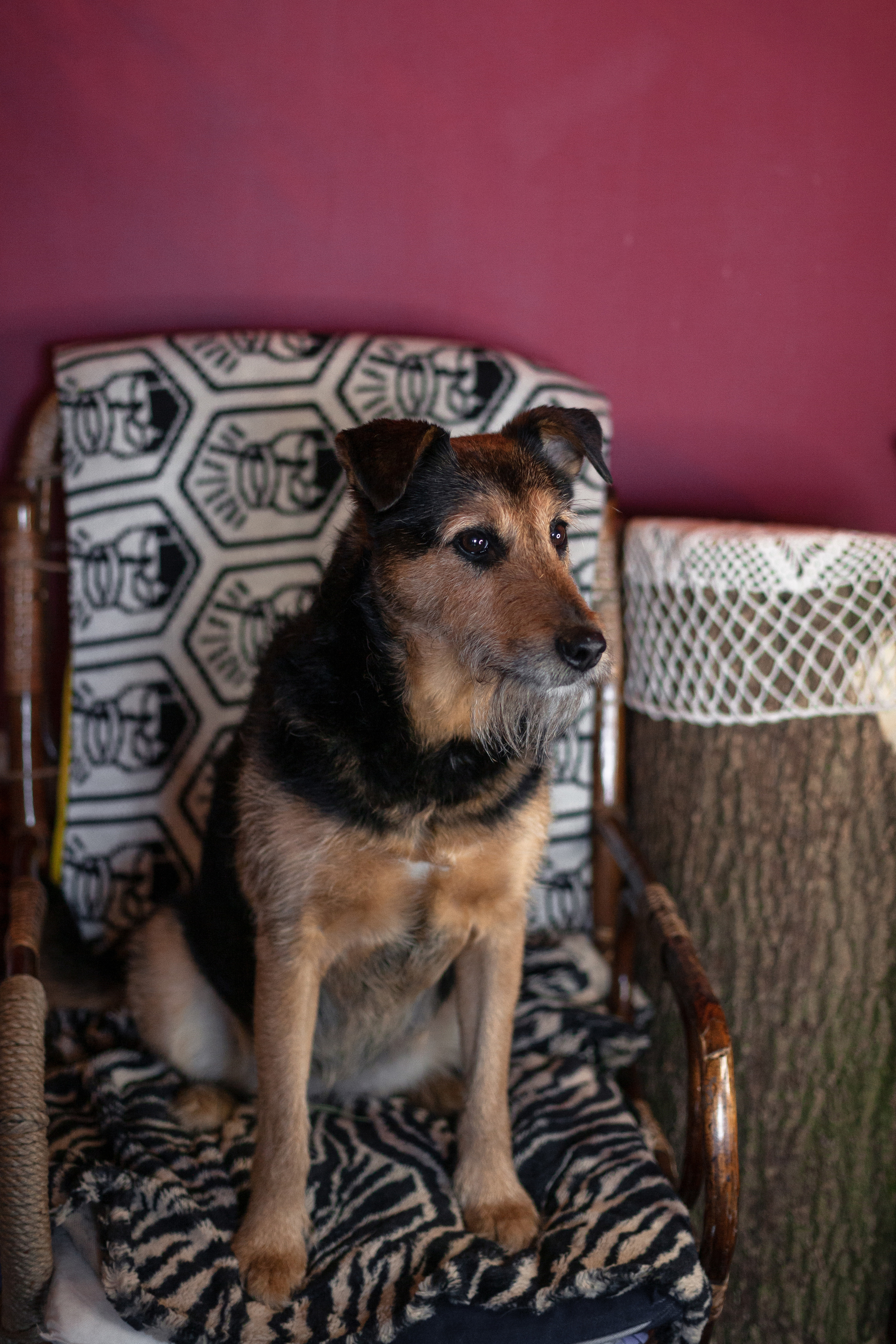 Лиза и Бренда. Фотограф-анималист Татьяна Степанова