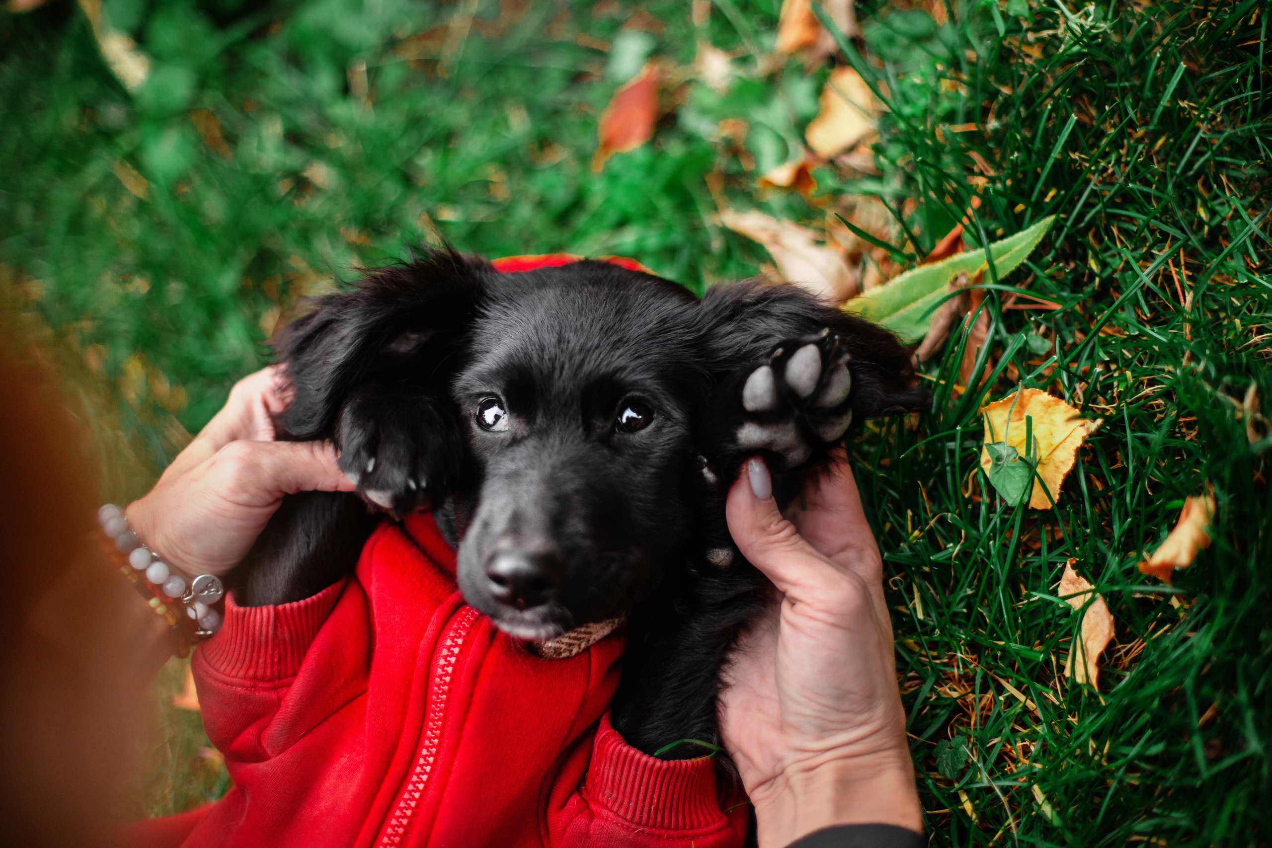 Пара щенков 2022. Фотограф-анималист Татьяна Степанова