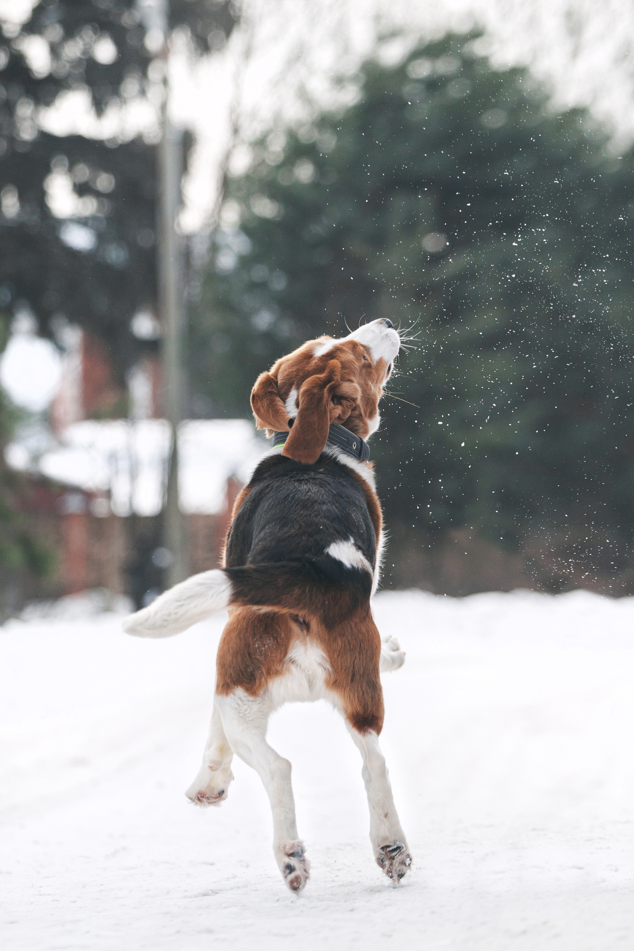 Группа помощи Дом для бигля 2023. Фотограф-анималист Татьяна Степанова