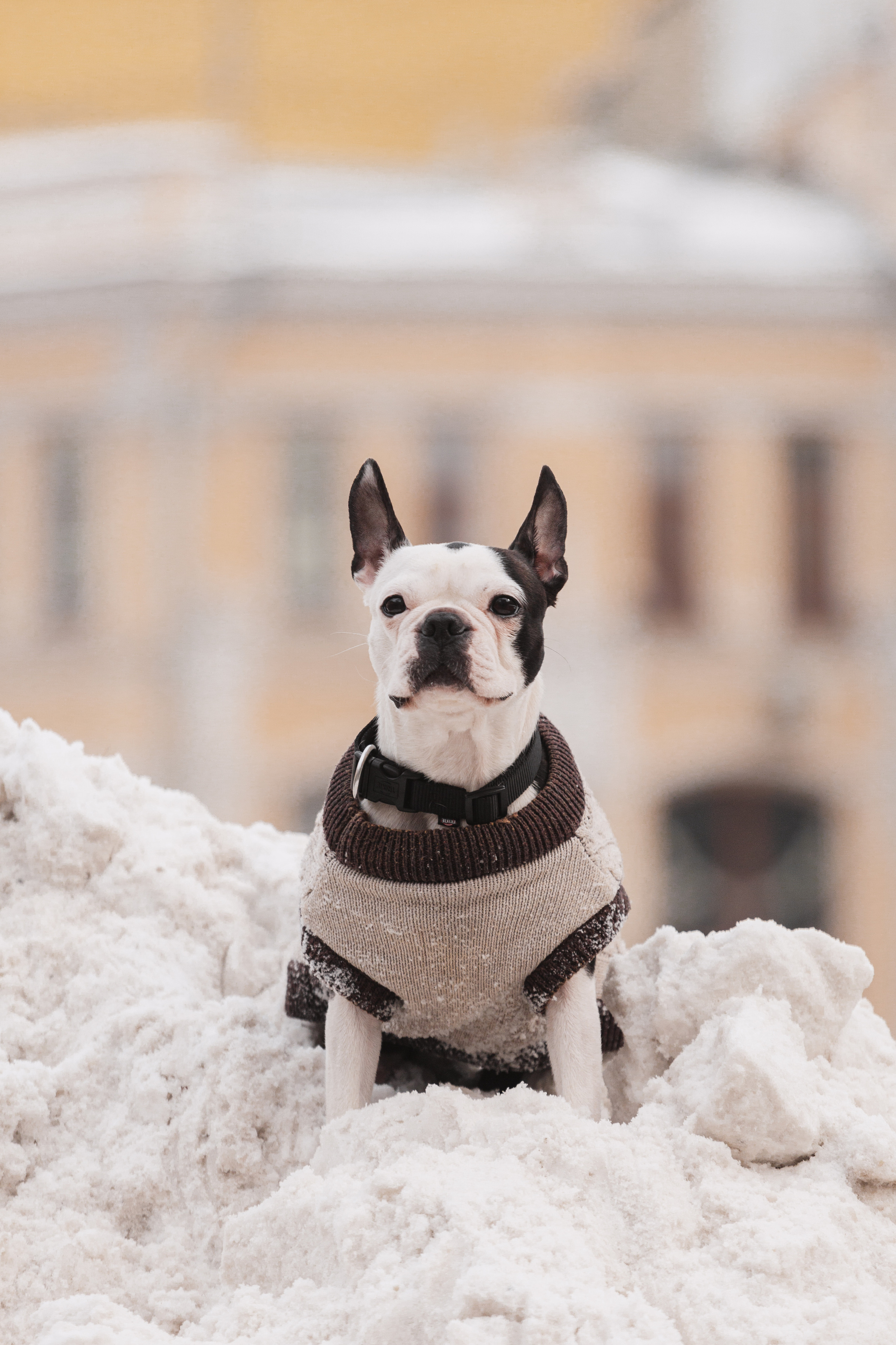 Василиса и Мира Кузнецкий мост. Фотограф-анималист Татьяна Степанова