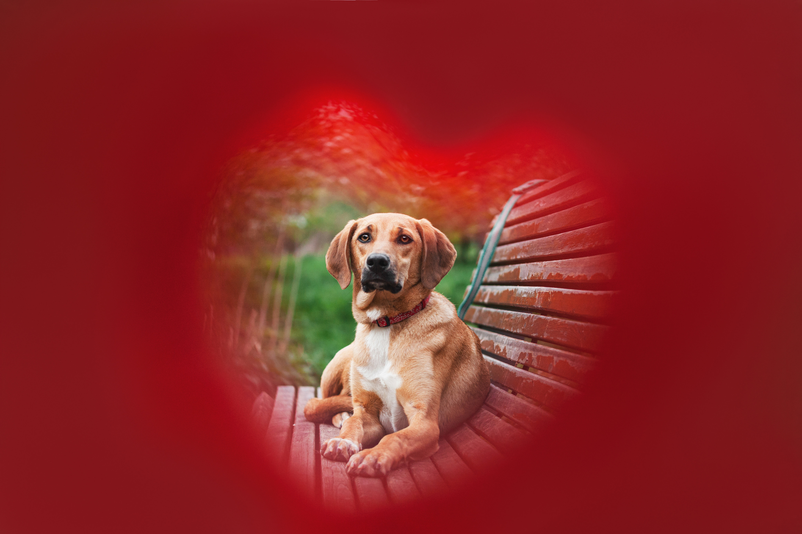 Съемка 3 собак в цветении 2023. Фотограф-анималист Татьяна Степанова