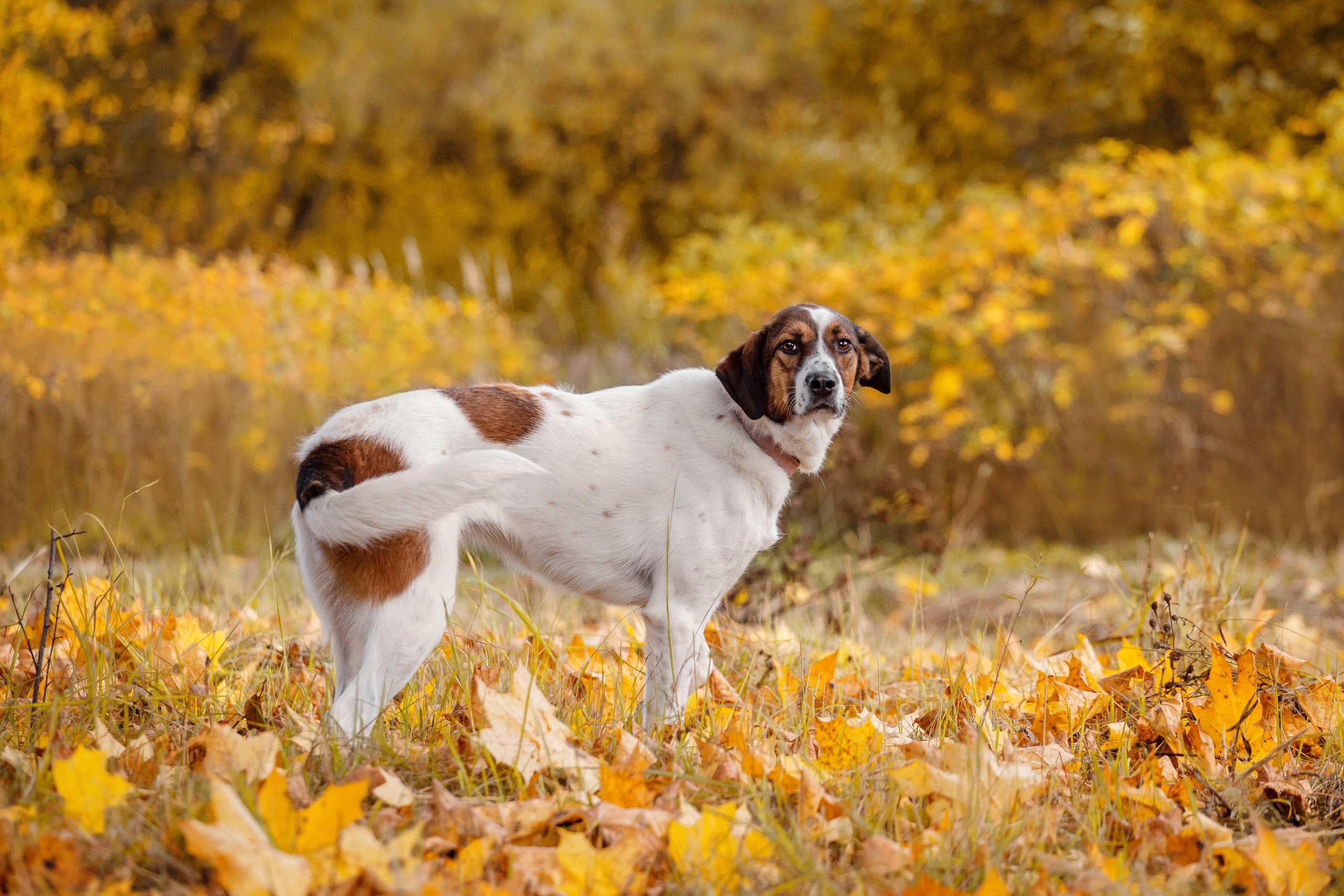 Барон и Лара 2022. Фотограф-анималист Татьяна Степанова