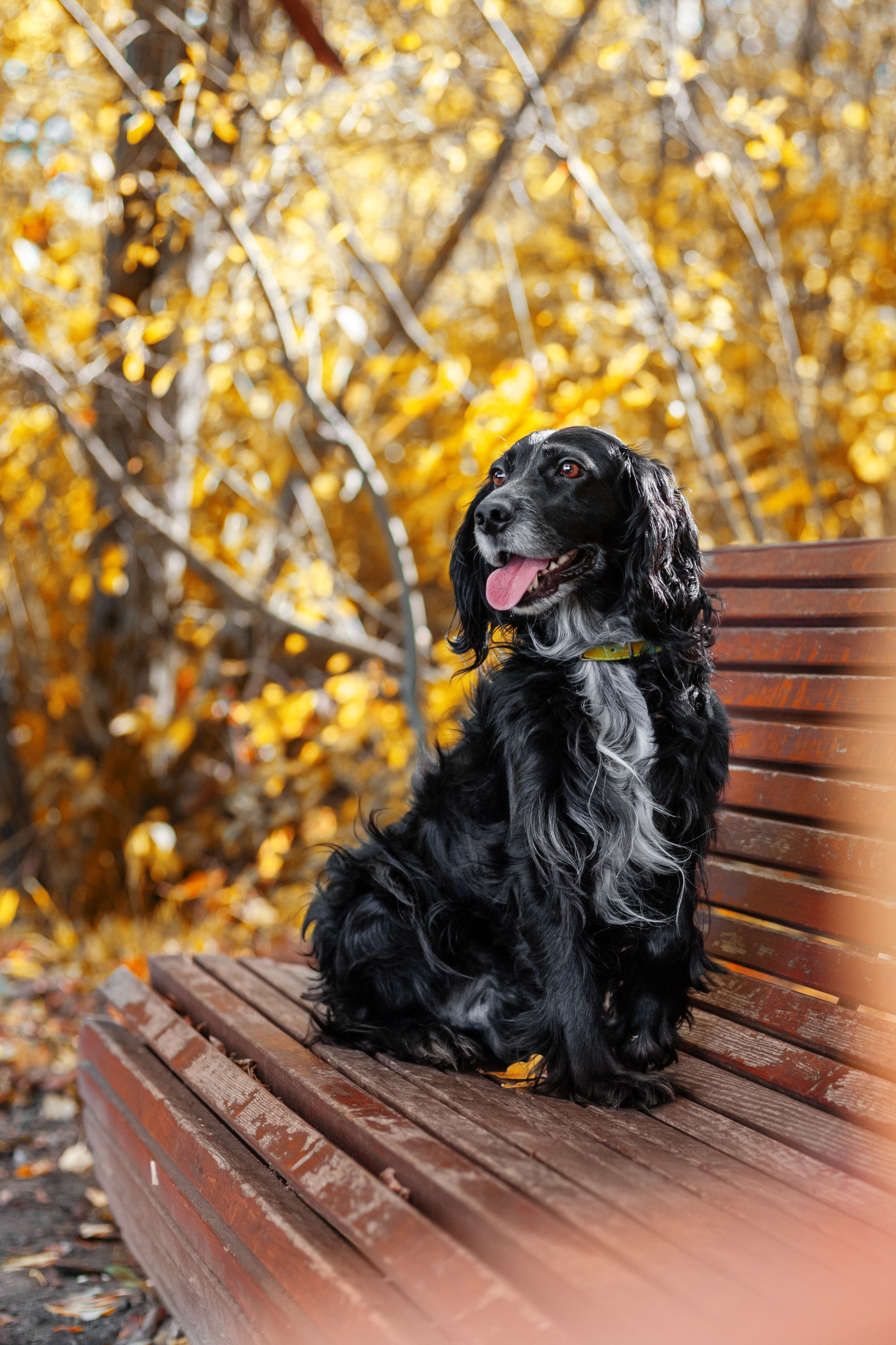 Барон и Лара 2022. Фотограф-анималист Татьяна Степанова