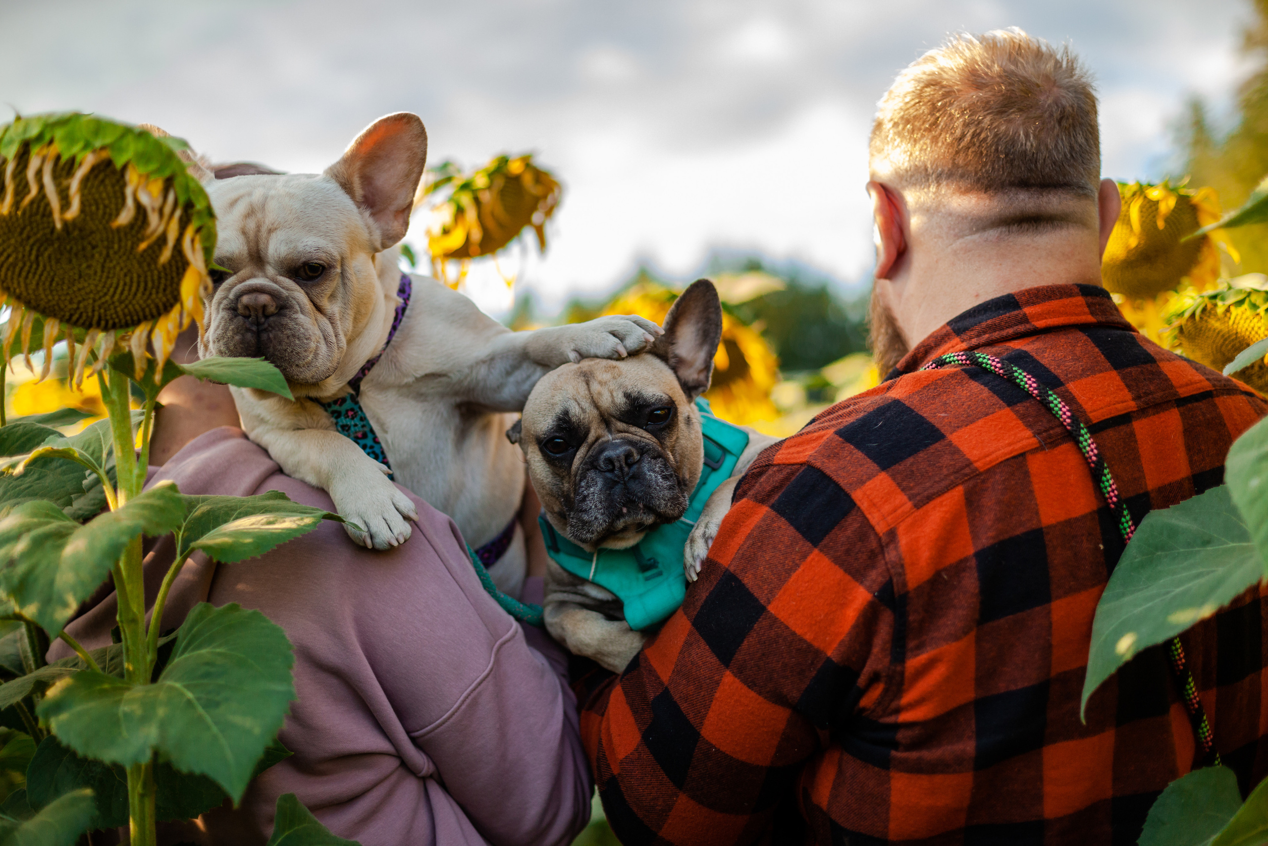 Коломна, стога и подсолнухи. Фотограф-анималист Татьяна Степанова