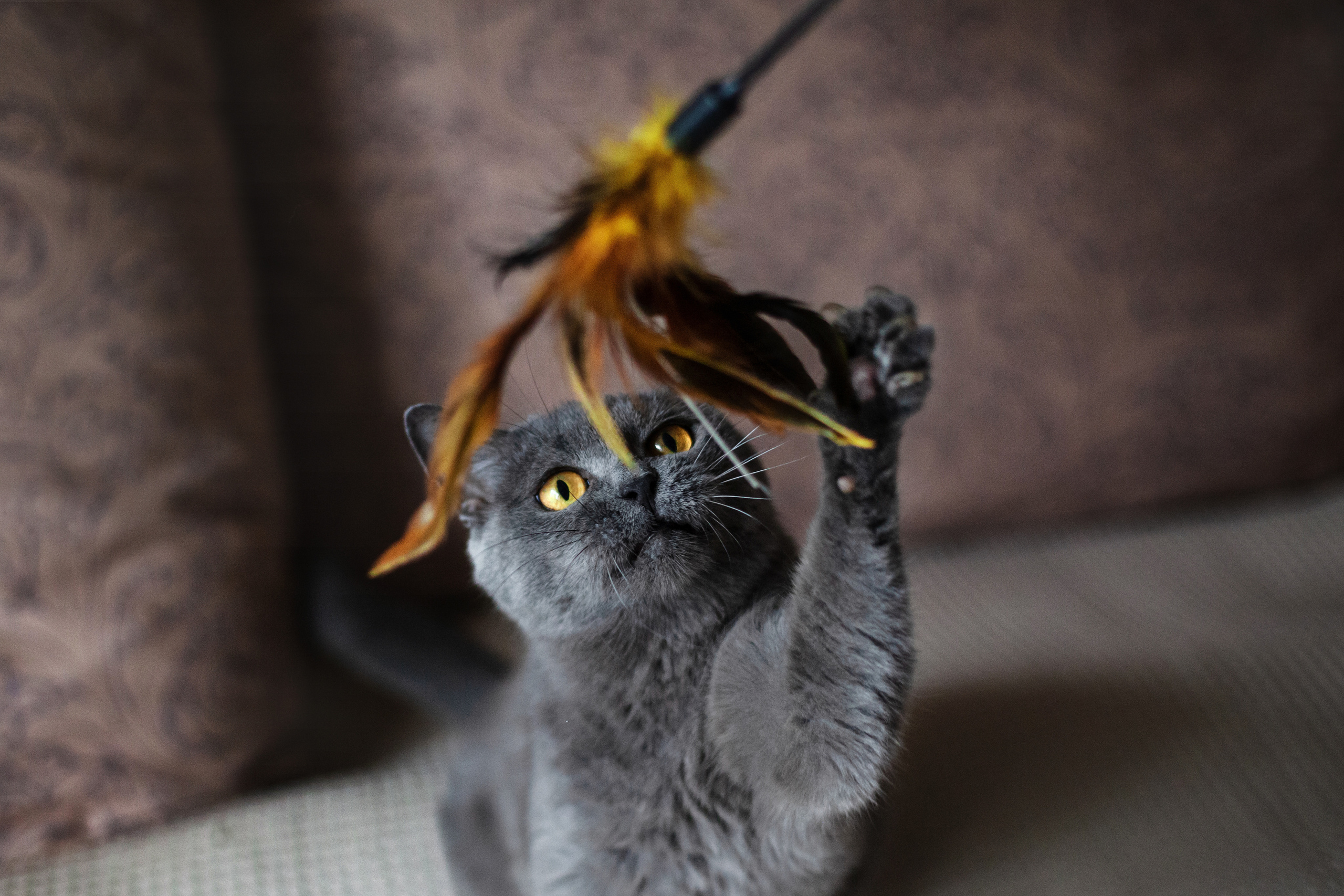 Кристи 2022. Фотограф-анималист Татьяна Степанова