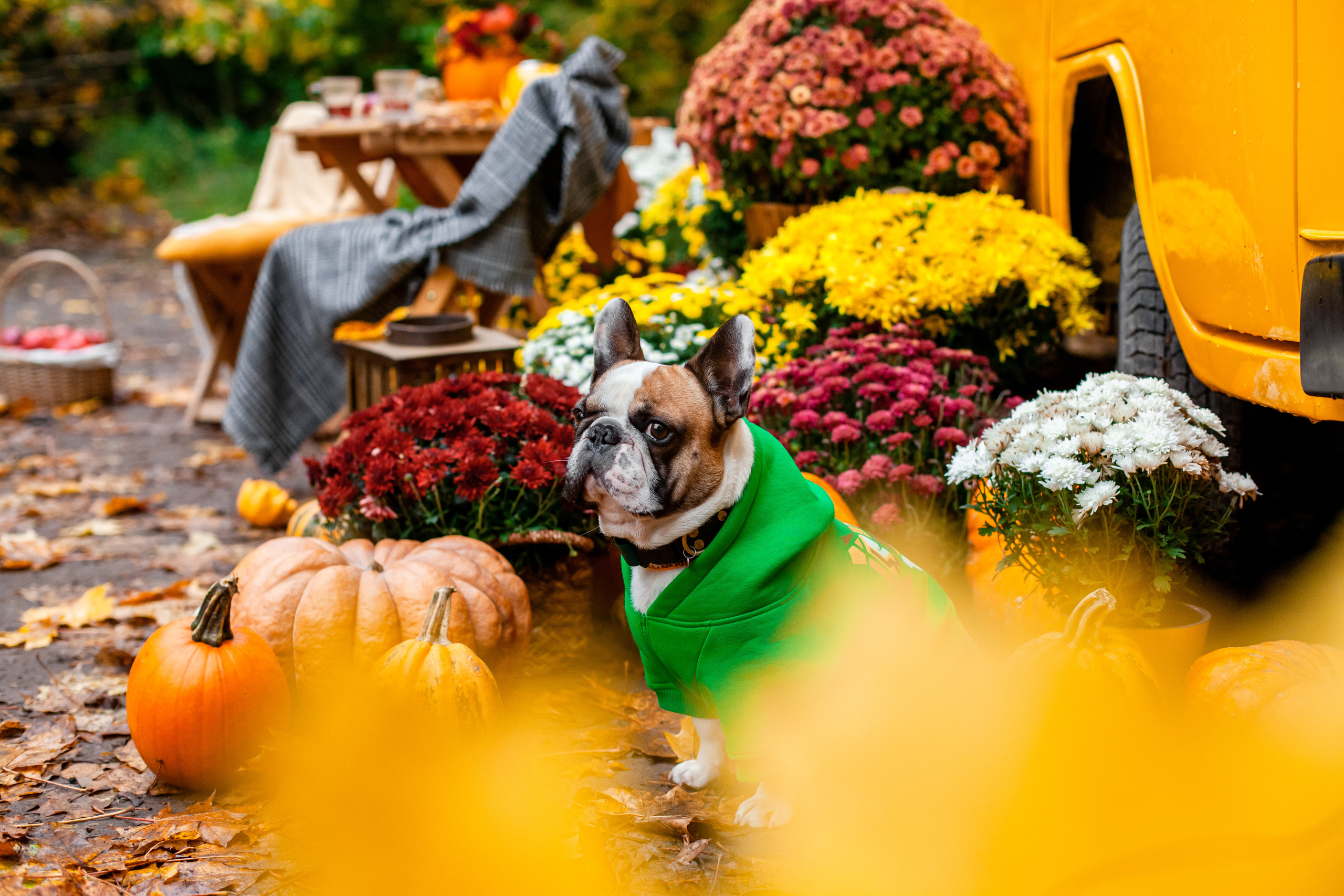 Съемка с ретро автобусом. Фотограф-анималист Татьяна Степанова