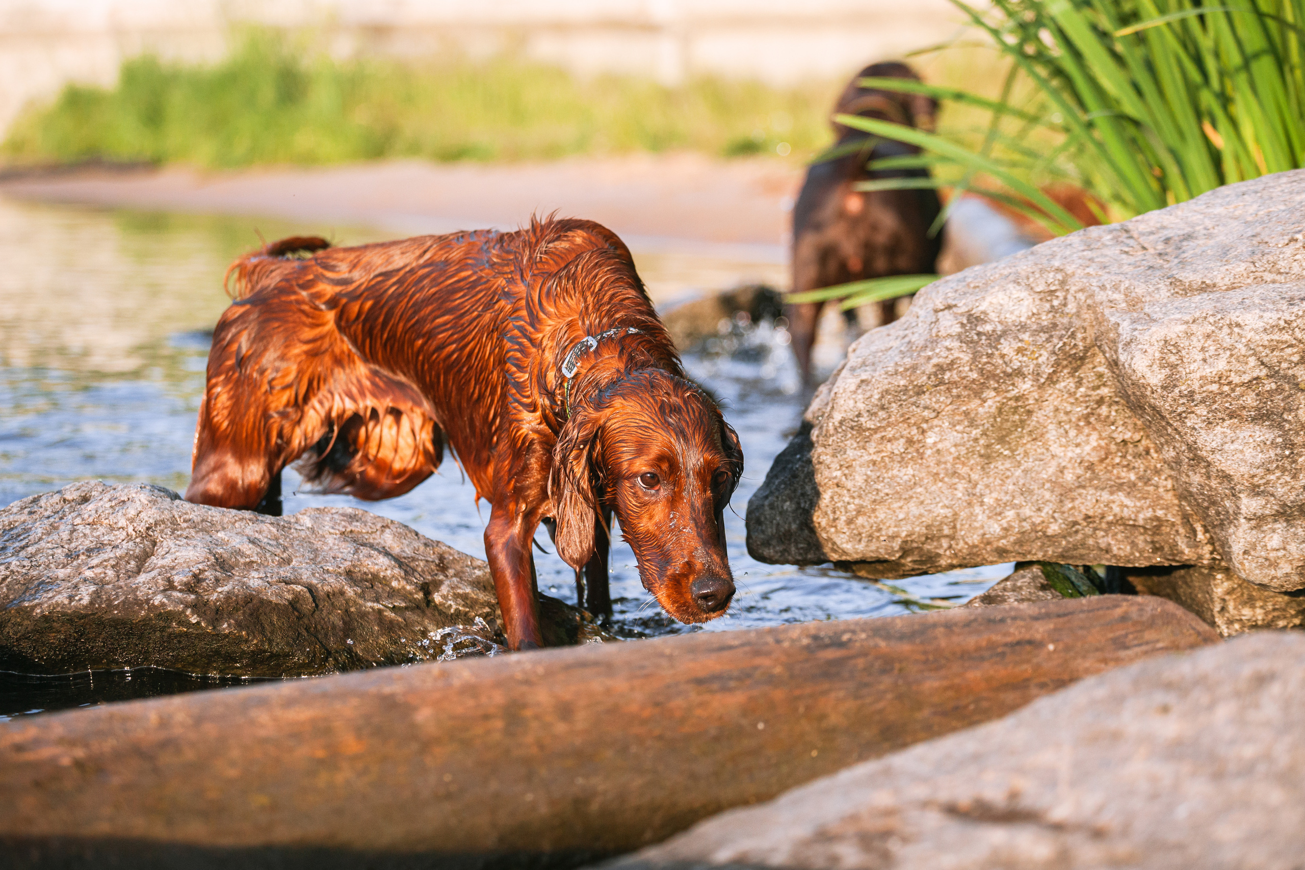 Рассветная съемка в ПКИО Северное Тушино. Фотограф-анималист Татьяна Степанова
