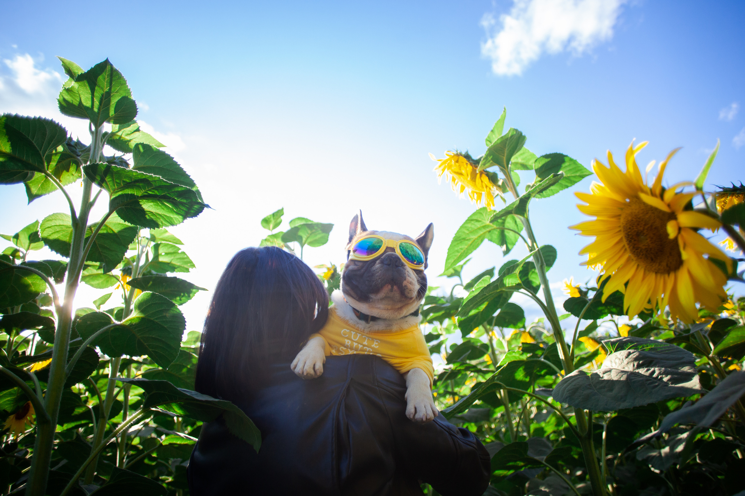 Коломна, стога и подсолнухи. Фотограф-анималист Татьяна Степанова