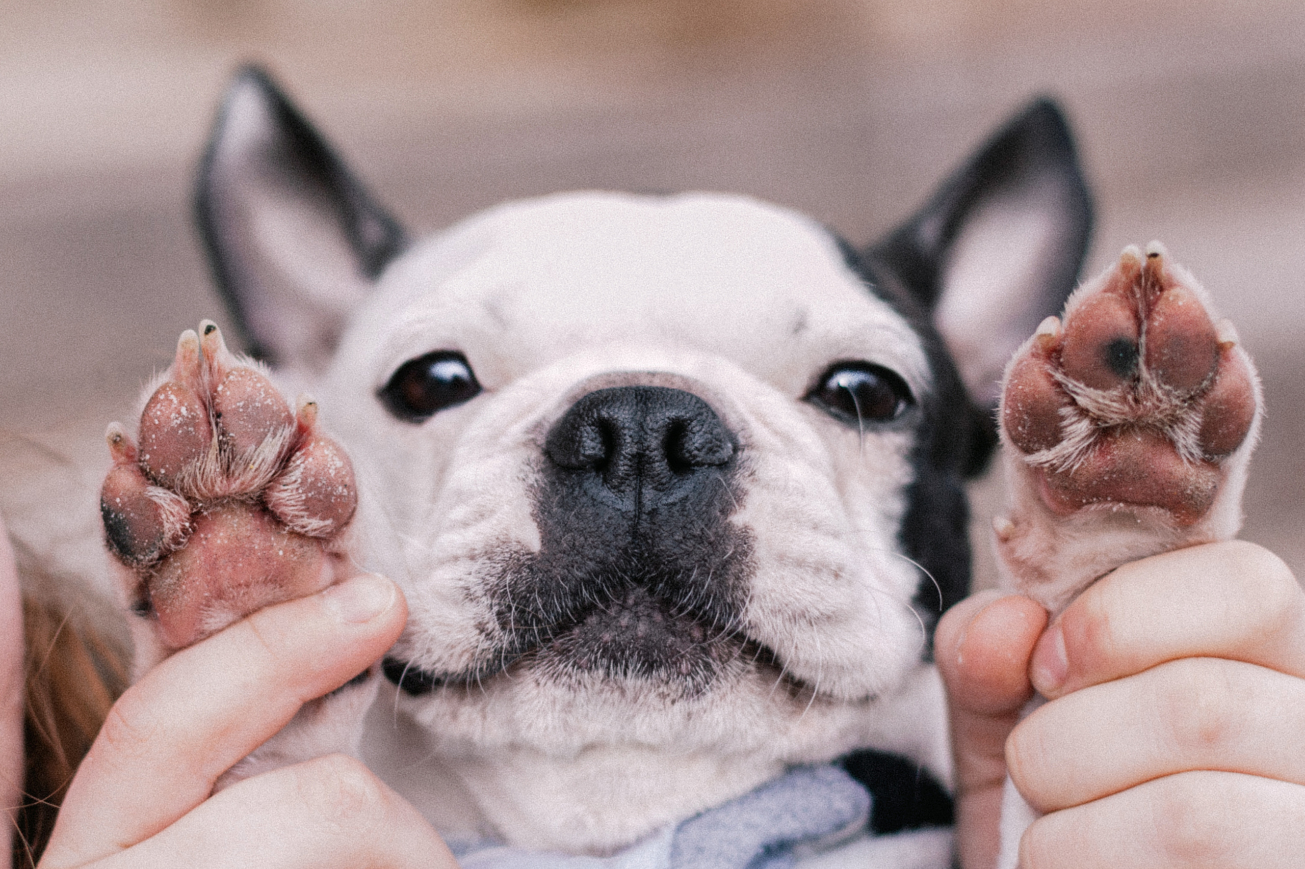 Василиса и Мира Кузнецкий мост. Фотограф-анималист Татьяна Степанова