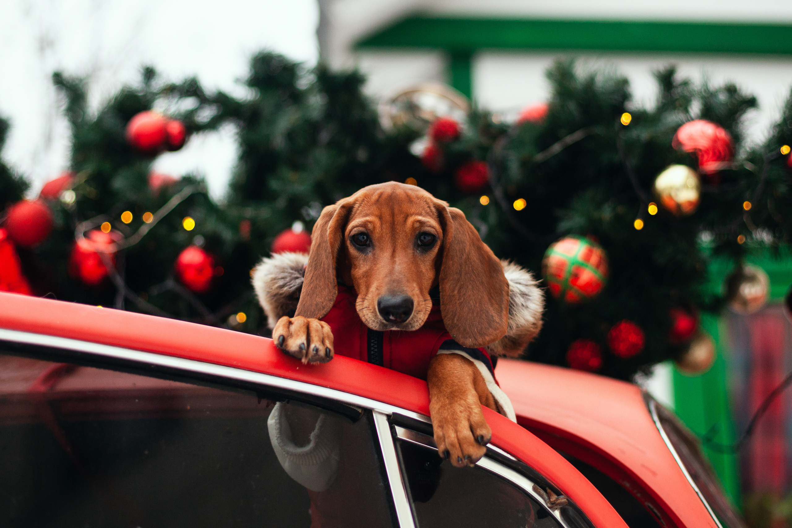 Новогодняя серия с ретромашиной. Фотограф-анималист Татьяна Степанова