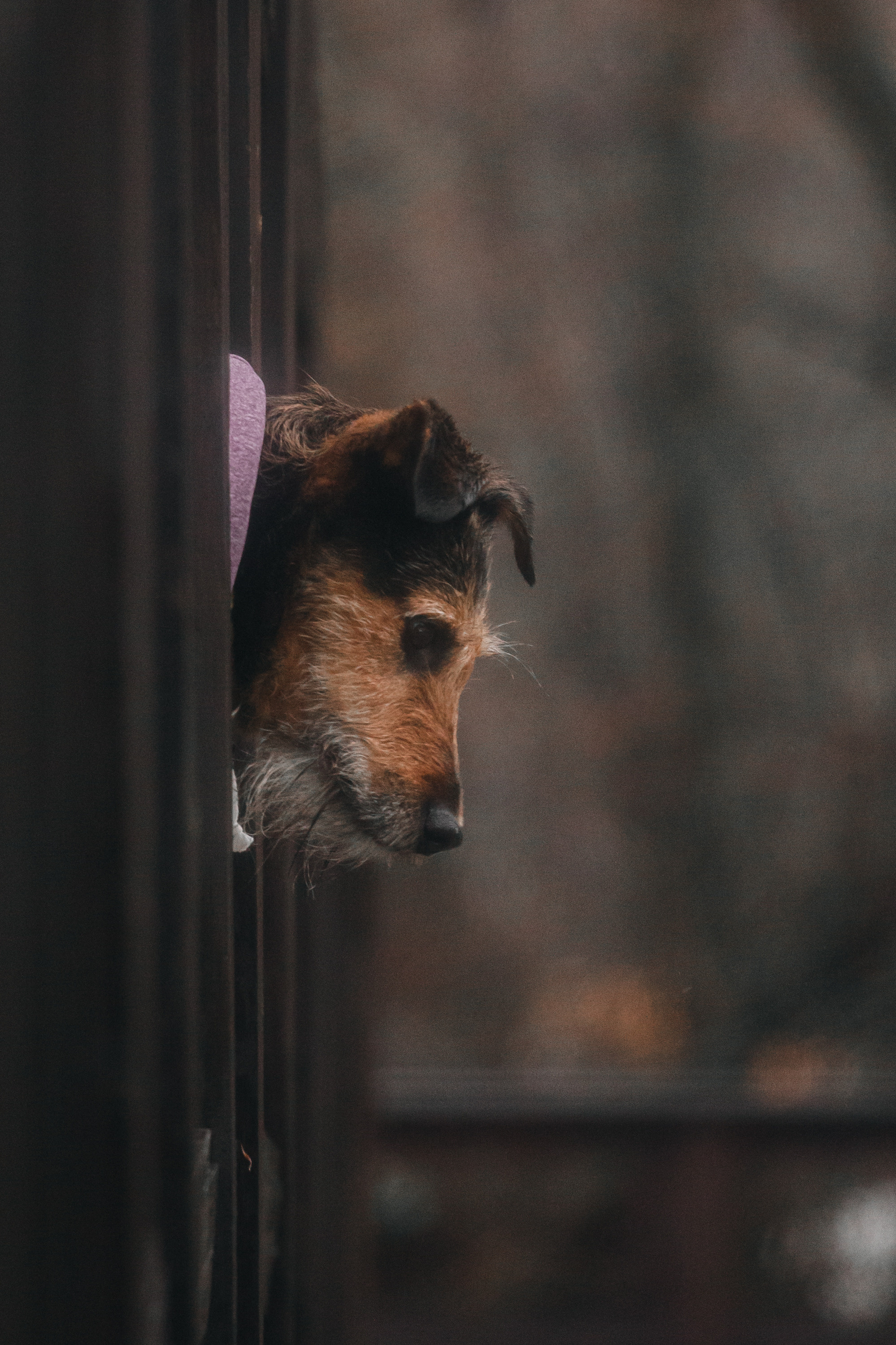 Лиза и Бренда. Фотограф-анималист Татьяна Степанова