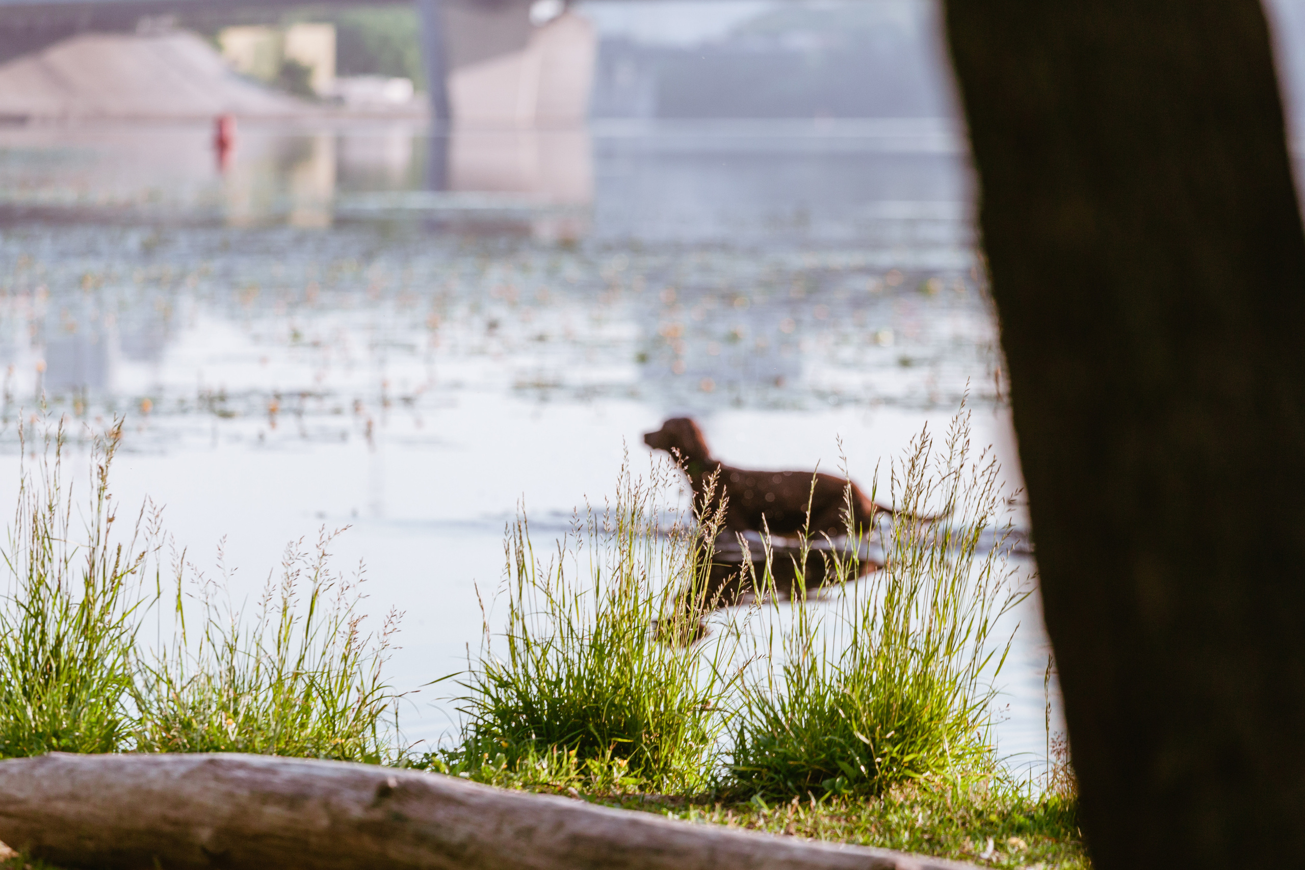 Рассветная съемка в ПКИО Северное Тушино. Фотограф-анималист Татьяна Степанова