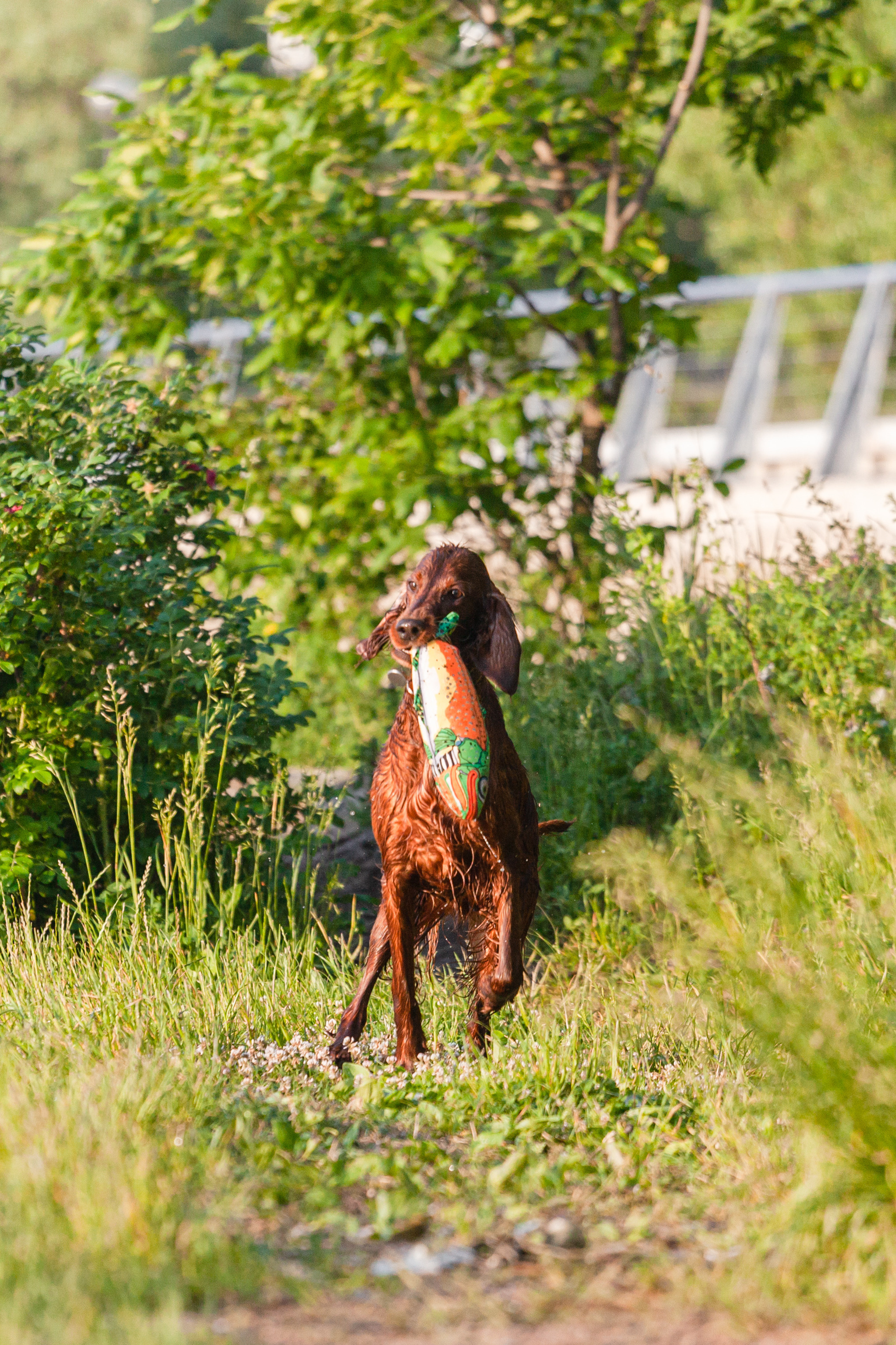 Рассветная съемка в ПКИО Северное Тушино. Фотограф-анималист Татьяна Степанова