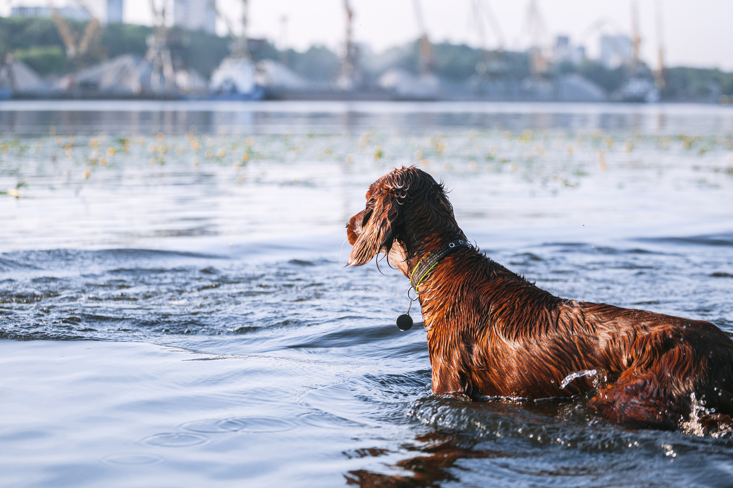 Рассветная съемка в ПКИО Северное Тушино. Фотограф-анималист Татьяна Степанова