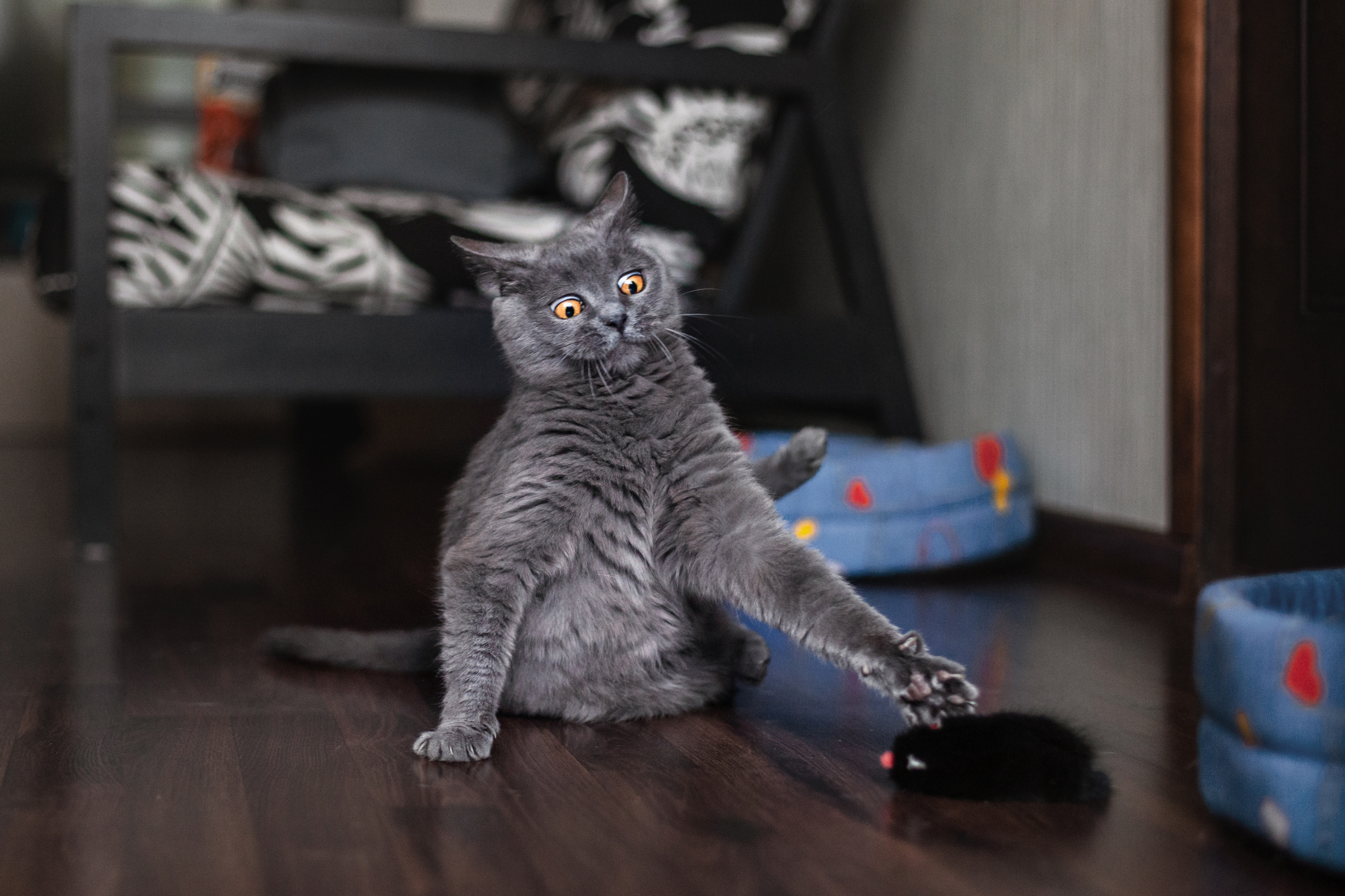 Кристи 2022. Фотограф-анималист Татьяна Степанова