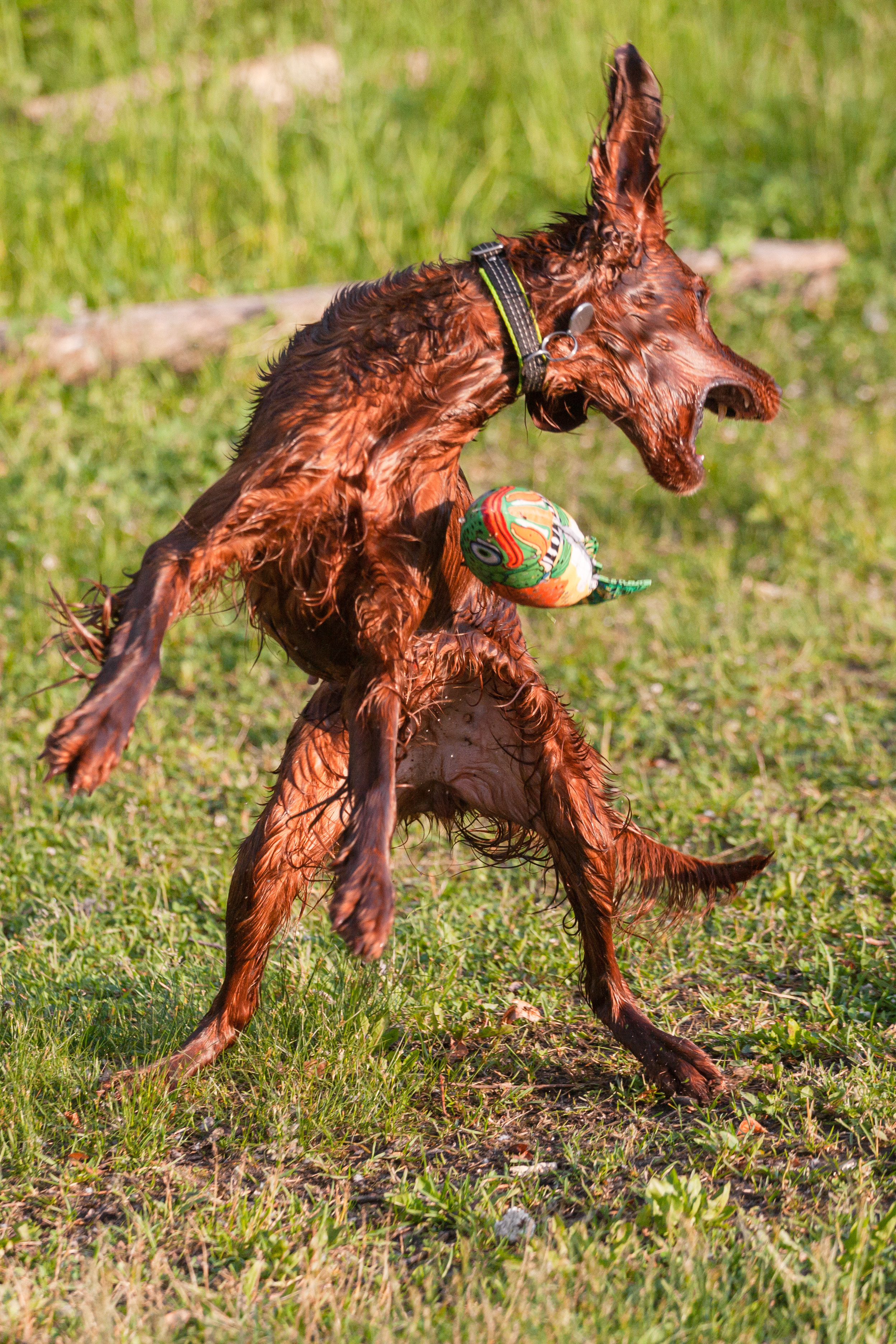 Рассветная съемка в ПКИО Северное Тушино. Фотограф-анималист Татьяна Степанова