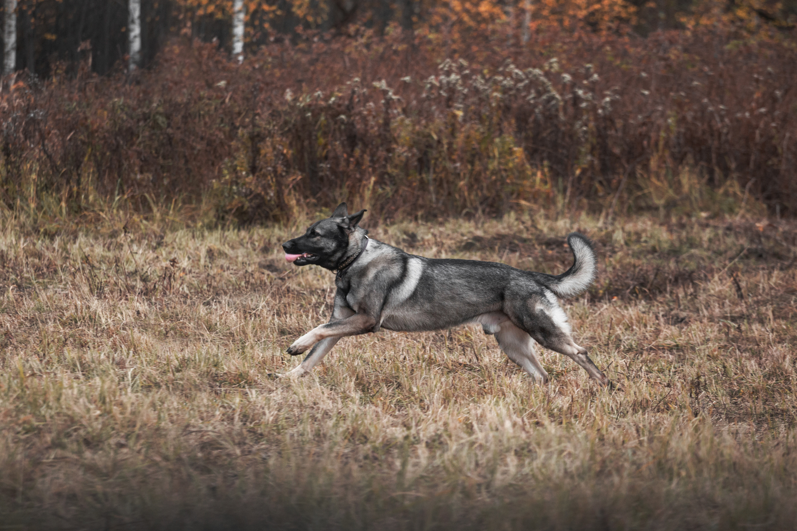 Женя, Скай и Арти в ПКИО Северное Тушино. Фотограф-анималист Татьяна Степанова