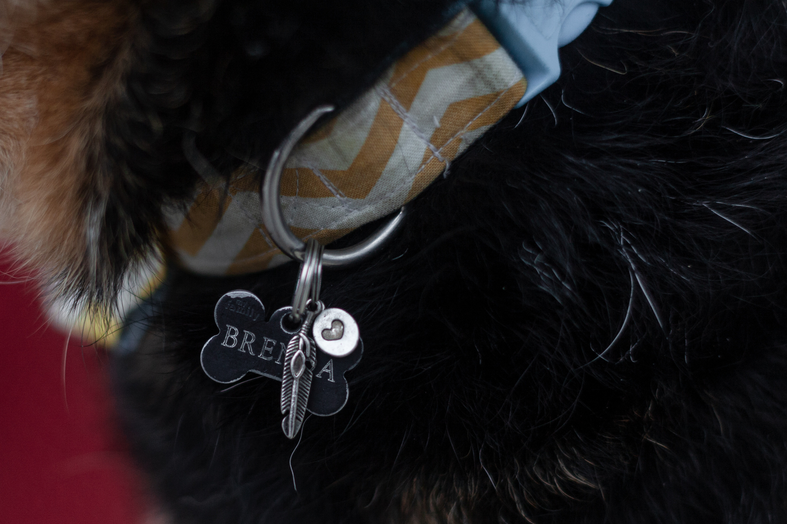 Лиза и Бренда. Фотограф-анималист Татьяна Степанова